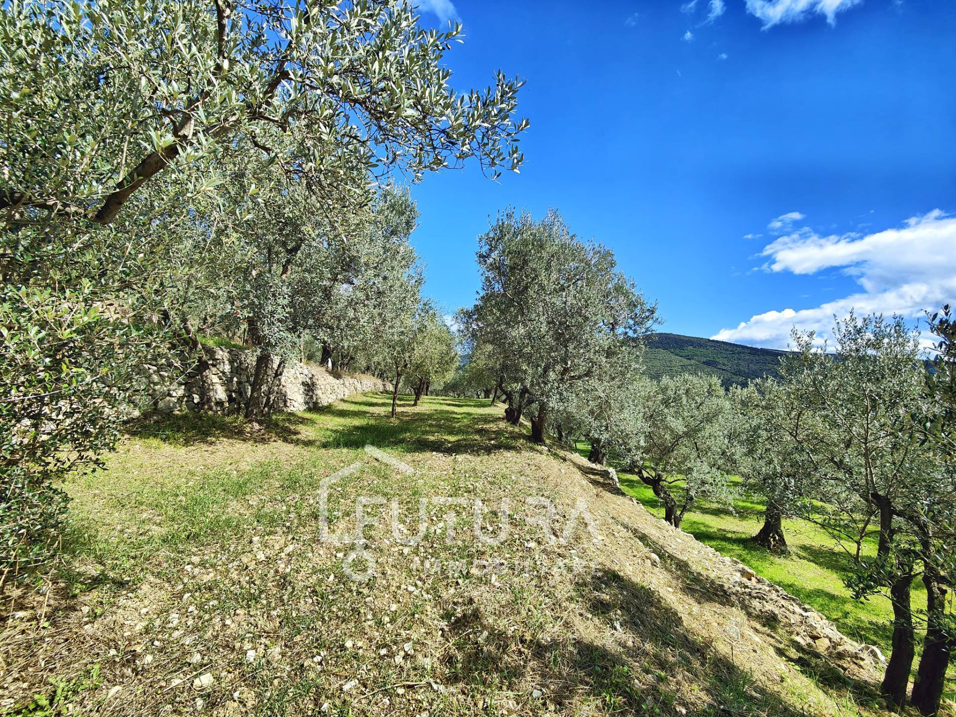 Terreno Agricolo in vendita a Sesto Fiorentino, Colonnata