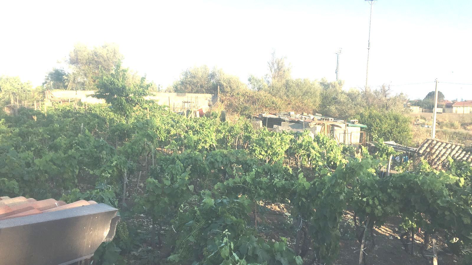 Terreno Agricolo in vendita a Tremestieri Etneo