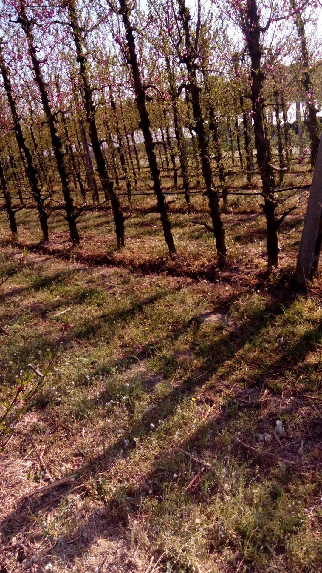 Terreno Agricolo in affitto a Faenza