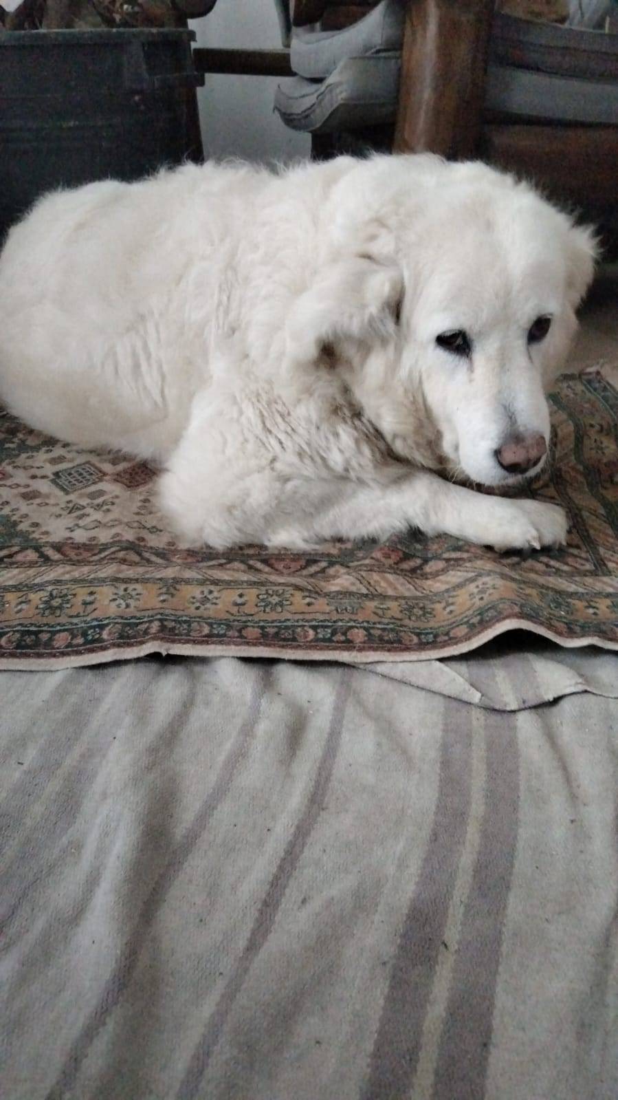 Appartamento in vendita a Faenza, Centro