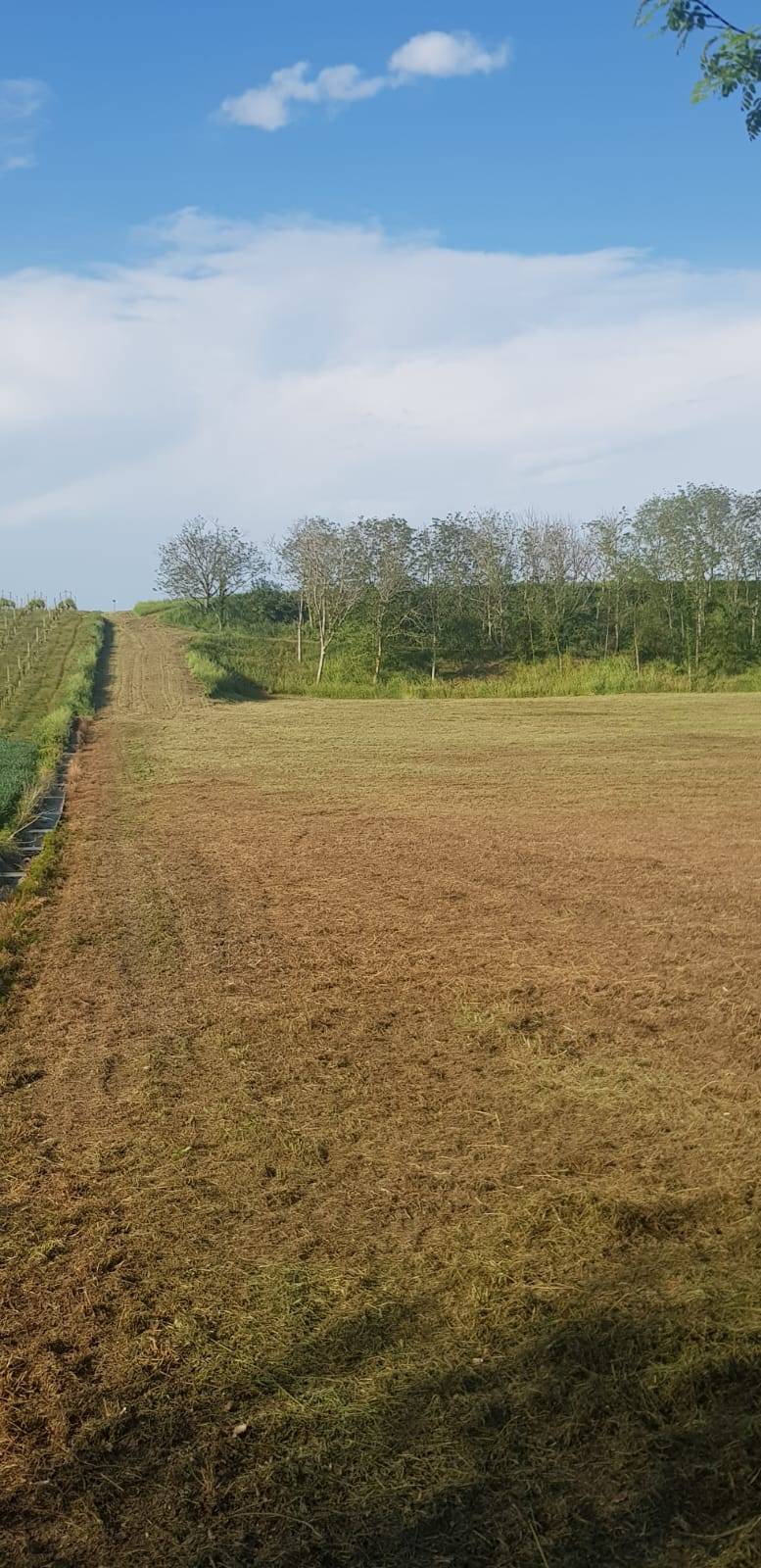 Terreno Agricolo in vendita a Forl