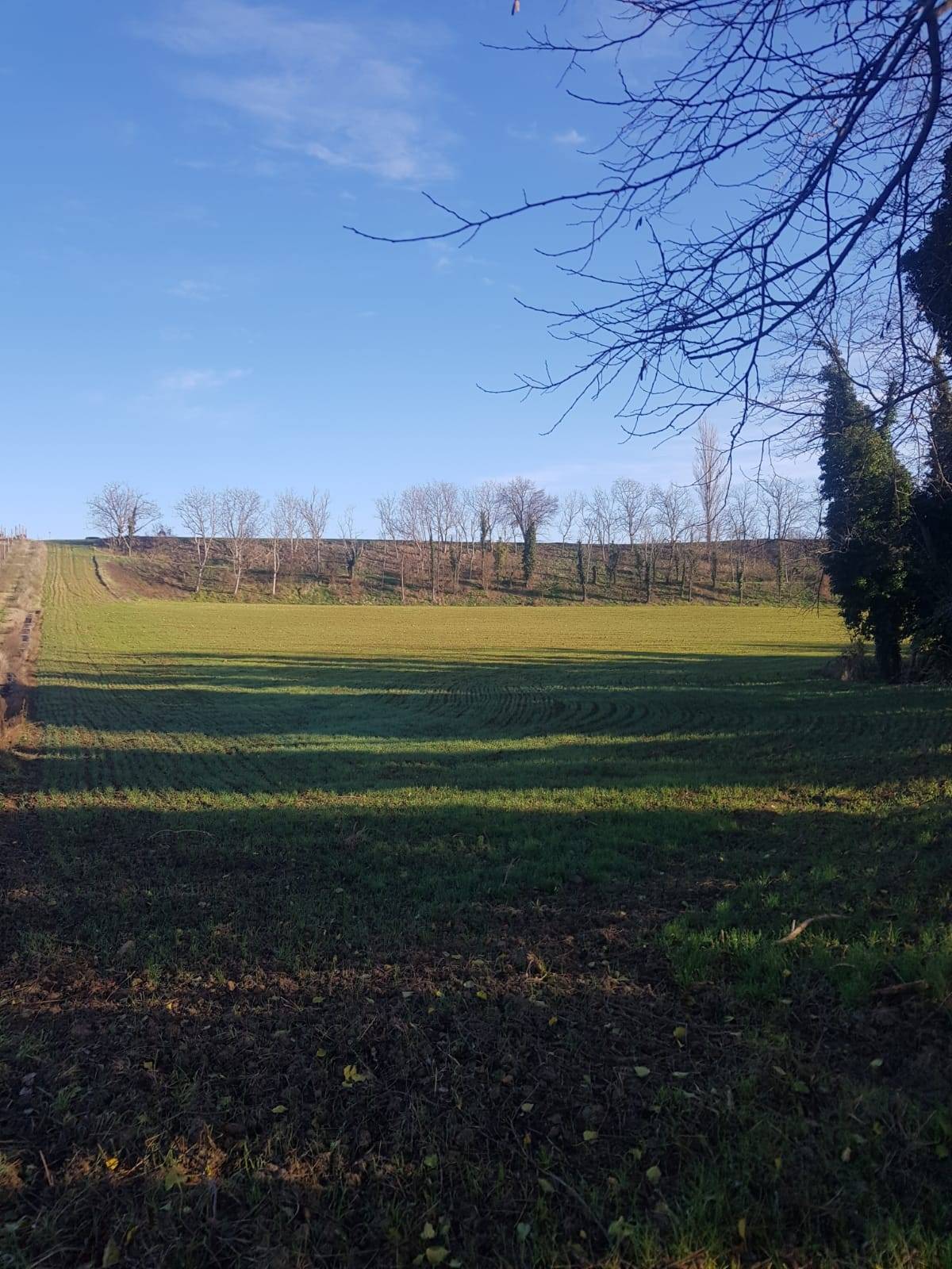Terreno Agricolo in vendita a Forl
