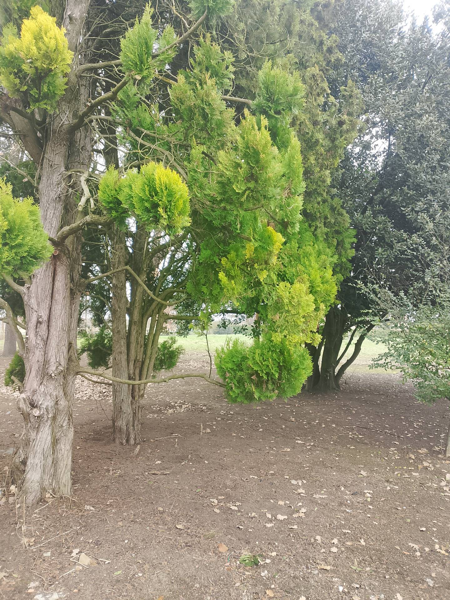 Casa singola in vendita a Solarolo