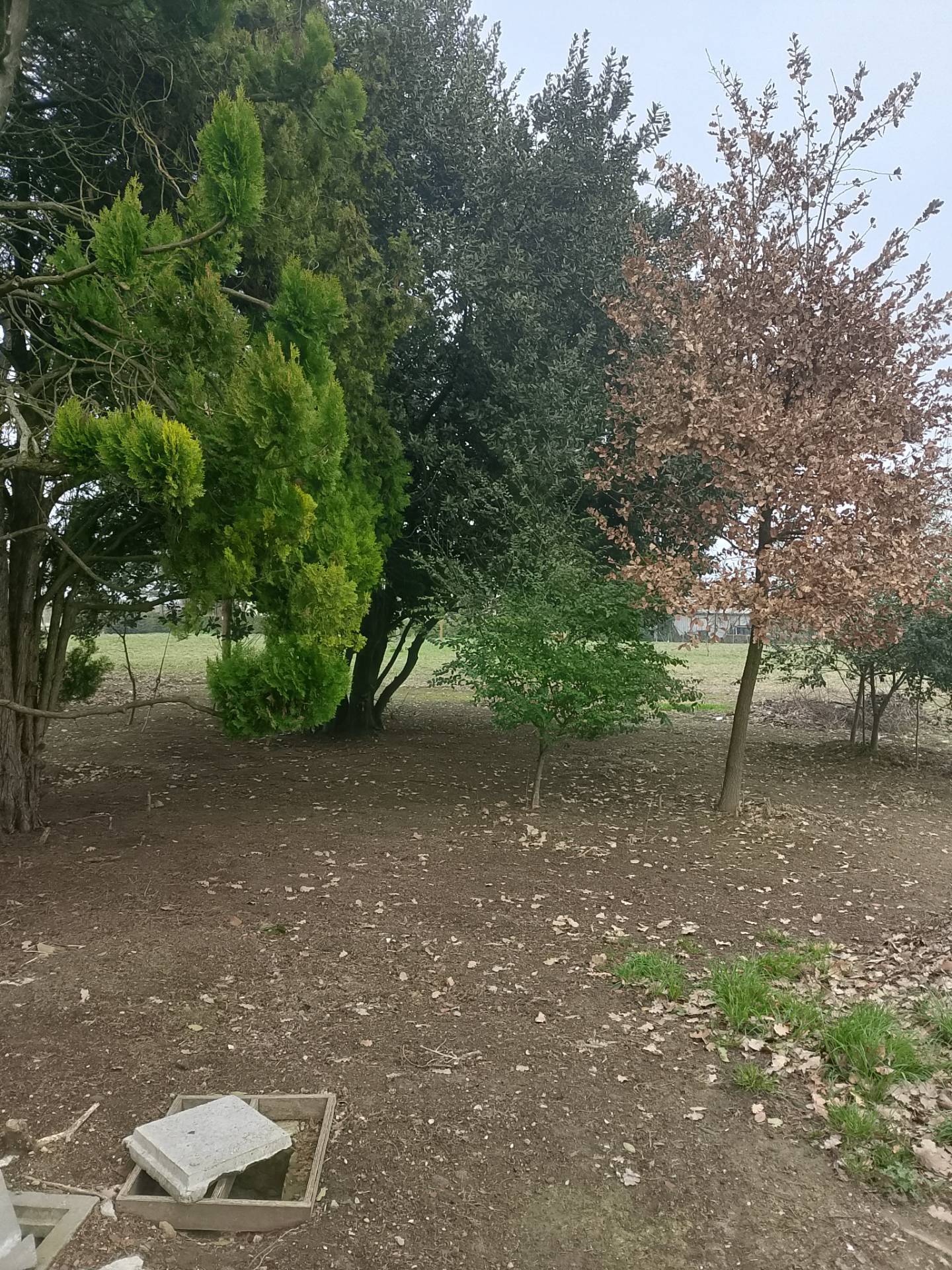 Casa singola in vendita a Solarolo