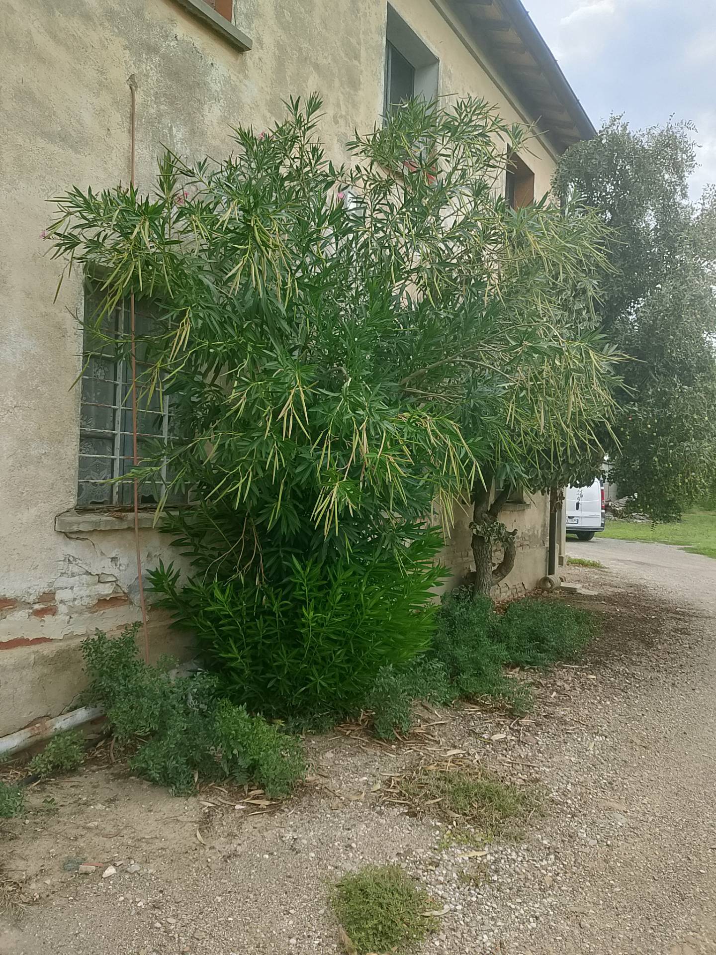 Casa singola in vendita a Castel Bolognese