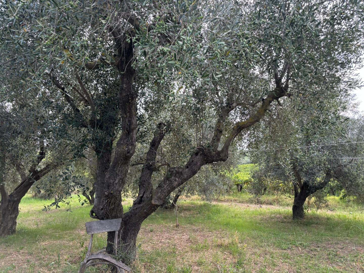 immagine annuncio 5 di 6