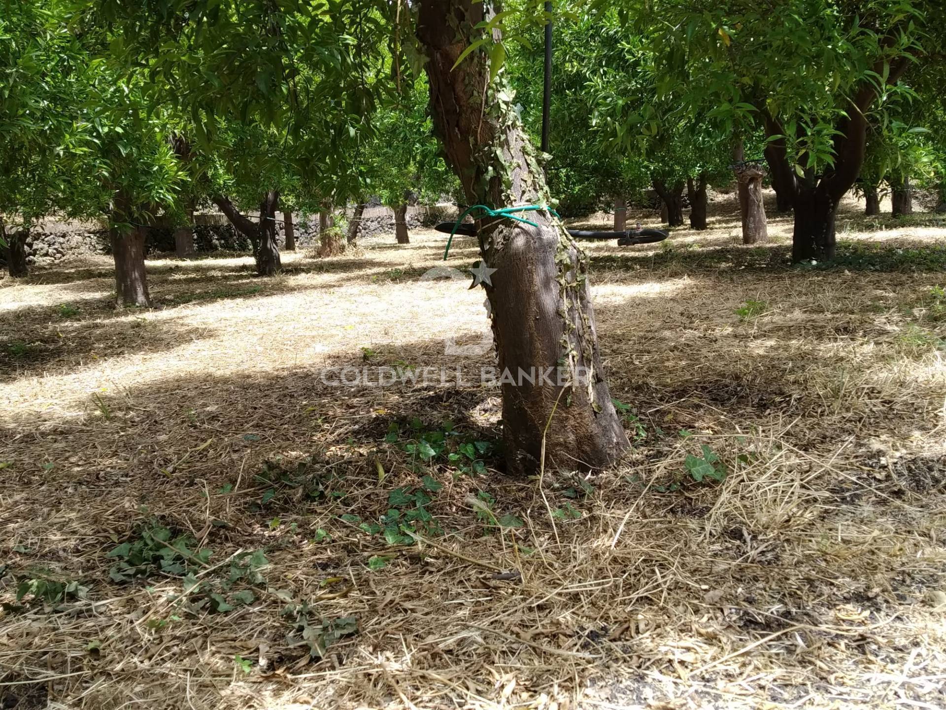 Terreno in vendita a Mascali, Tagliaborse (enclave nel Comune di Giarre)