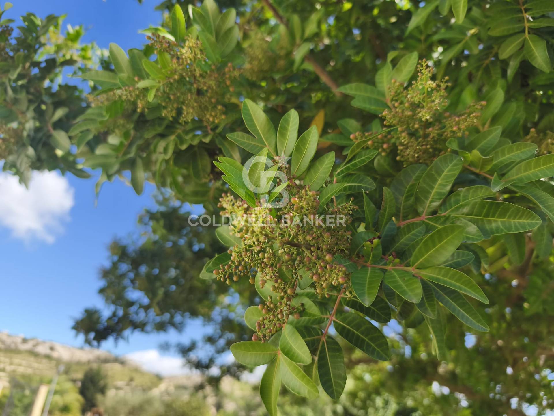 Villa in vendita a Caltagirone
