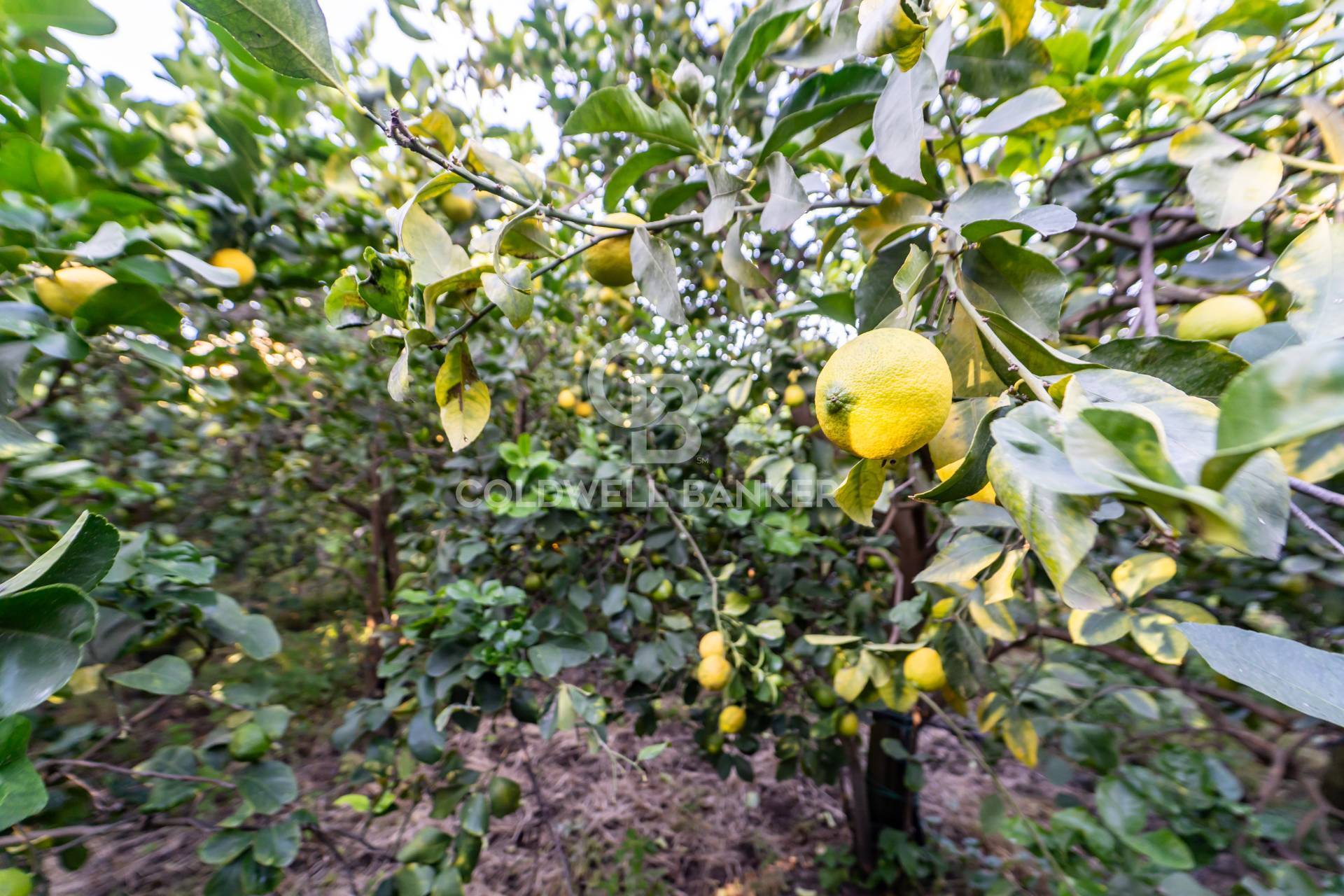 Terreno agricolo in vendita a Santa Venerina, Linera