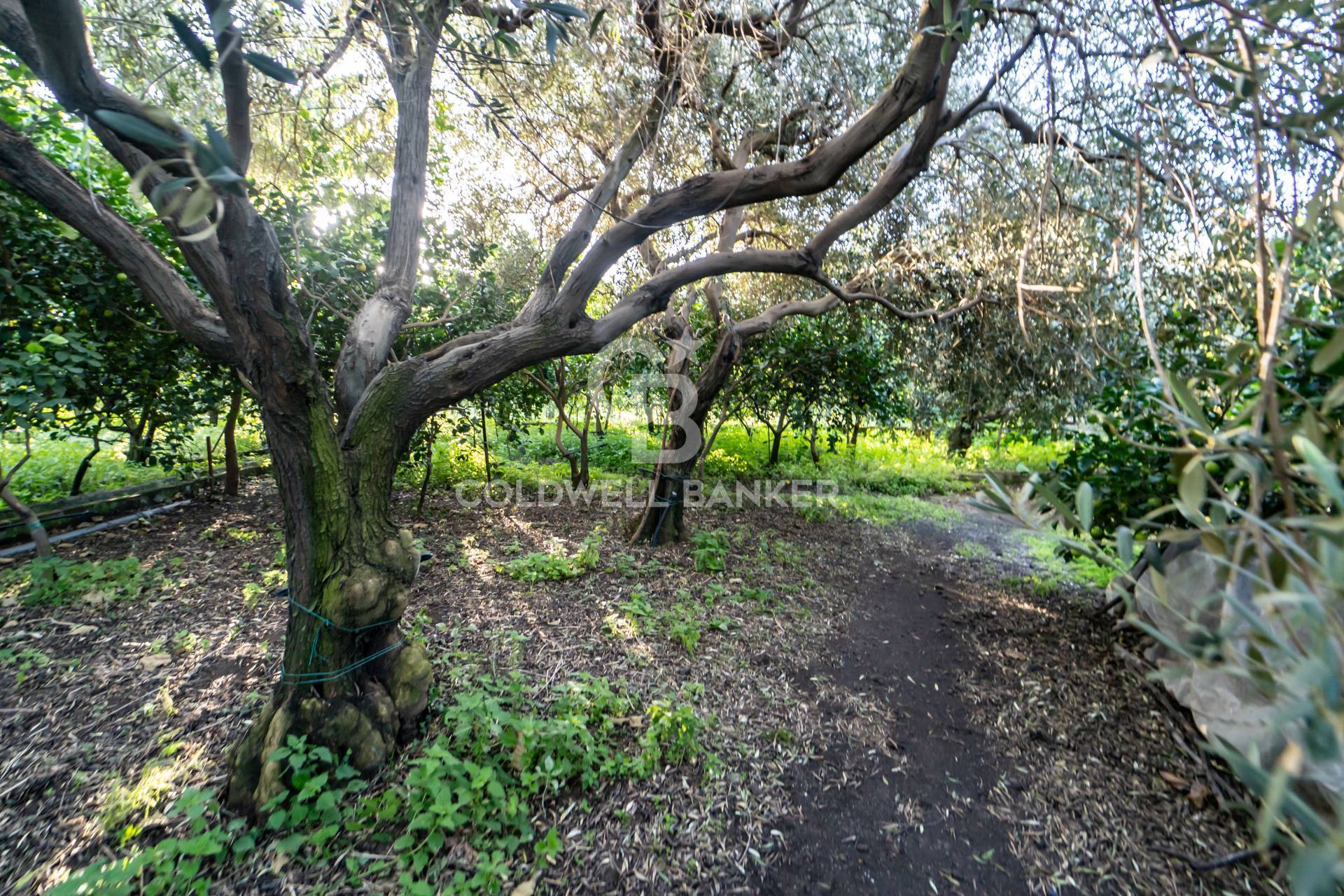 Terreno agricolo in vendita a Santa Venerina, Linera