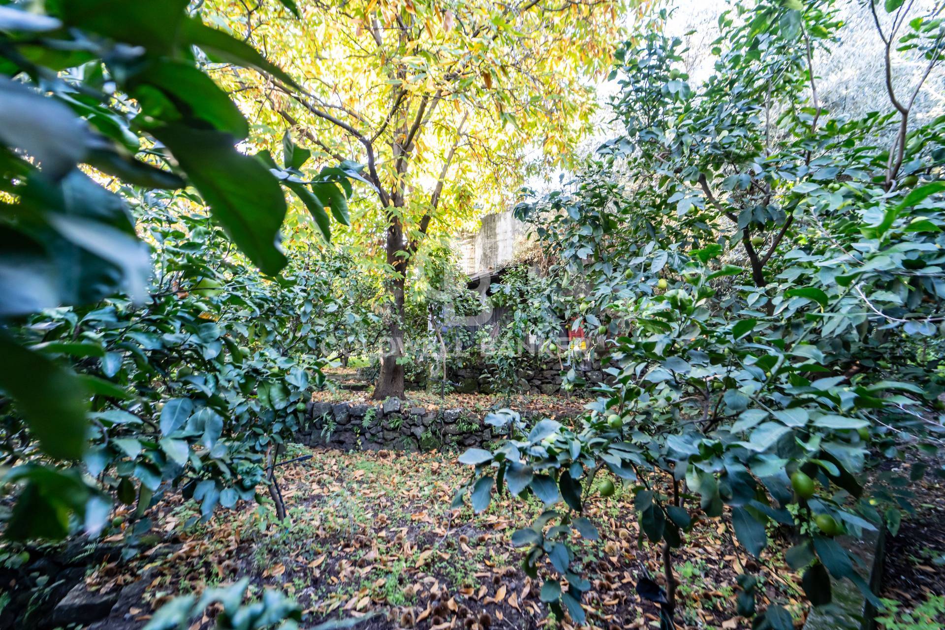 Terreno agricolo in vendita a Santa Venerina, Linera