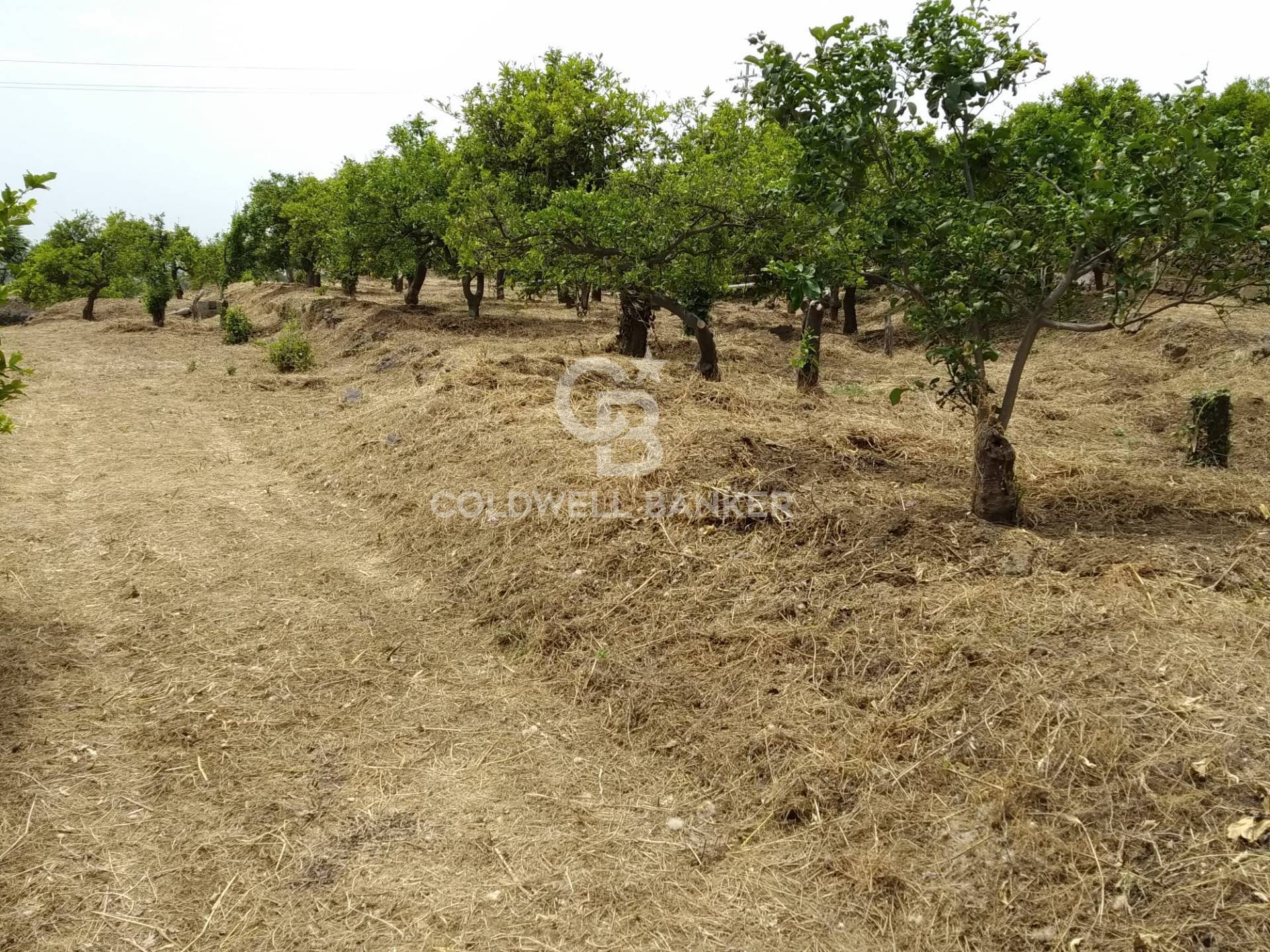 Terreno in vendita a Mascali, Tagliaborse (enclave nel Comune di Giarre)