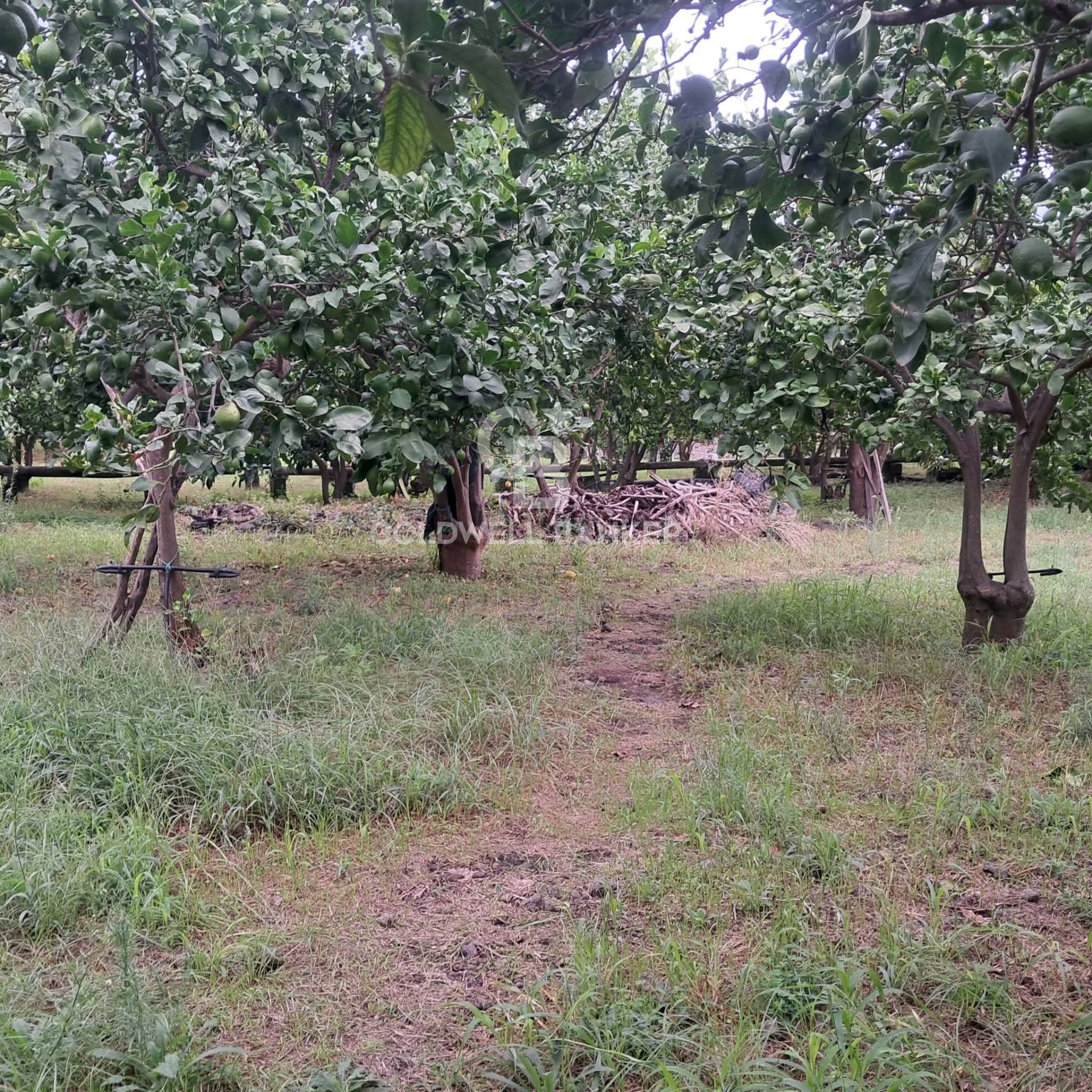 Terreno agricolo in vendita a Zafferana Etnea, Pisano