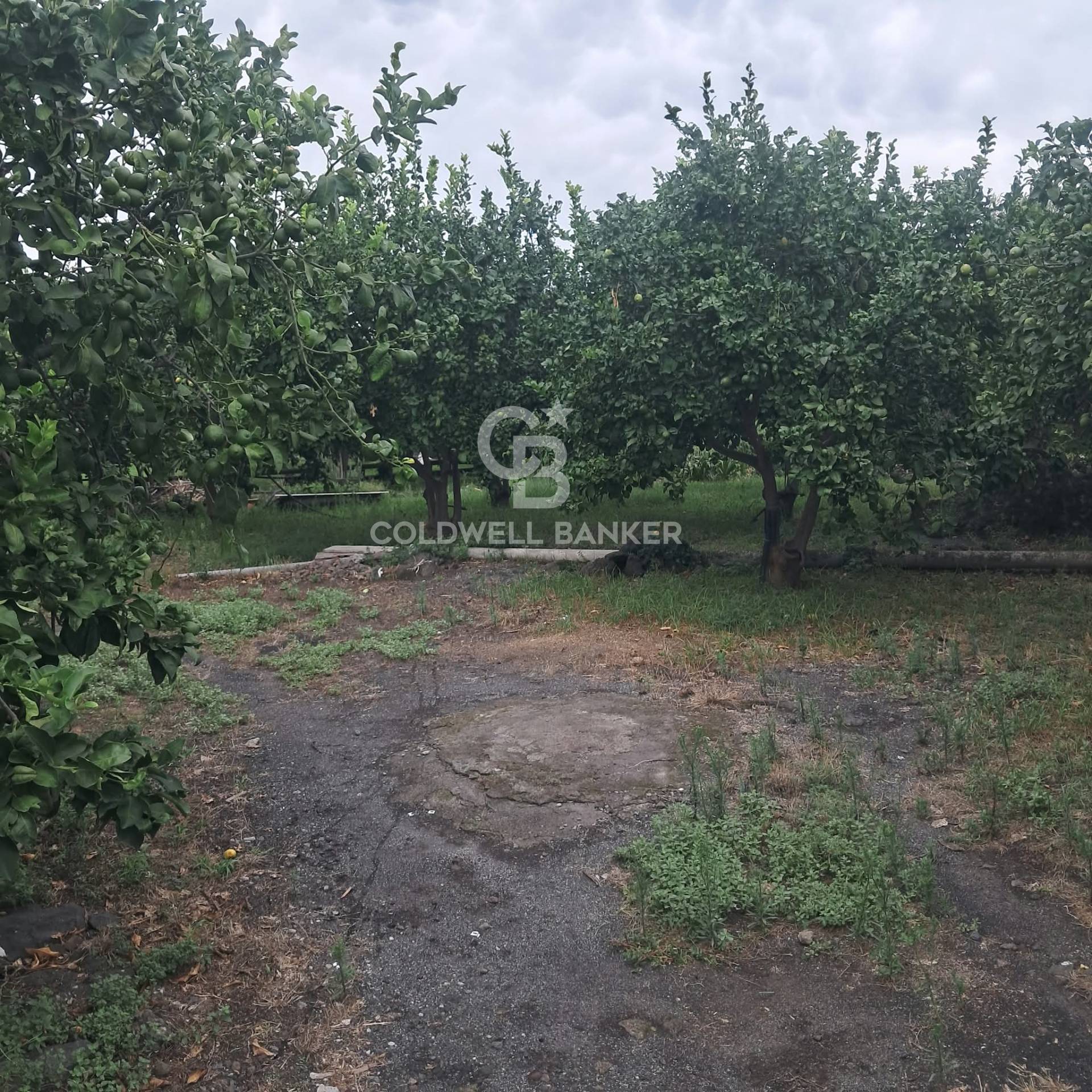 Terreno agricolo in vendita a Zafferana Etnea, Pisano