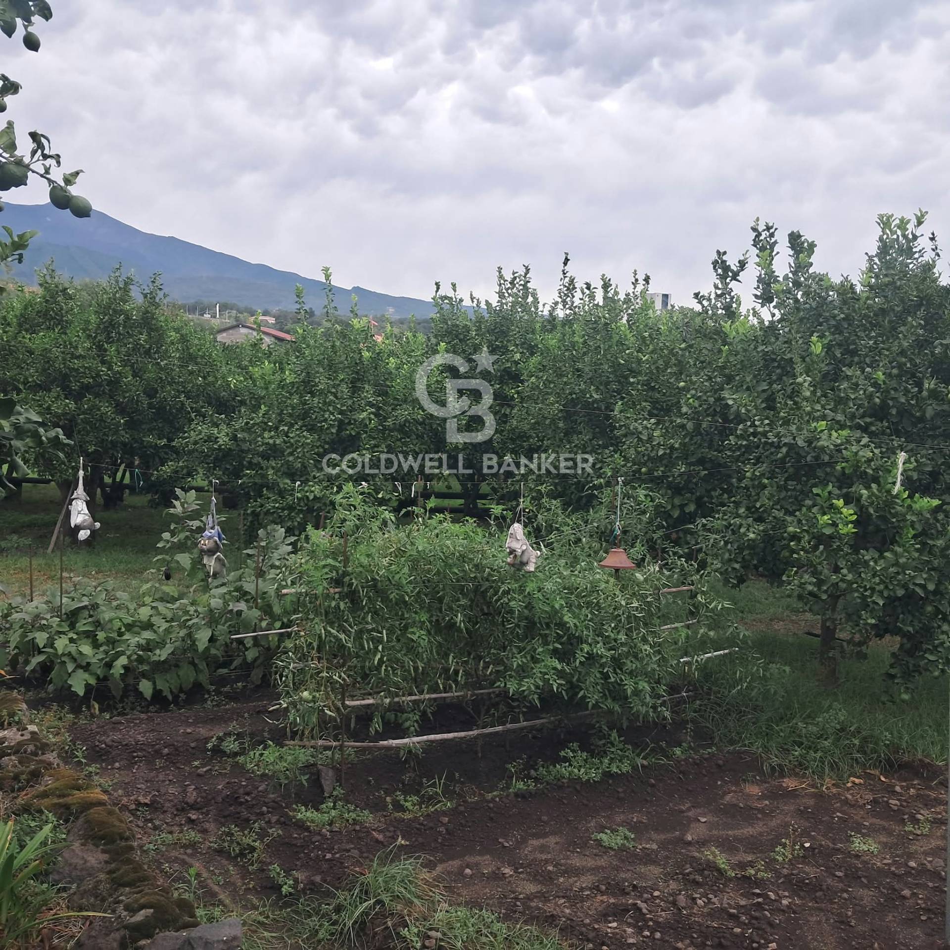 Terreno agricolo in vendita a Zafferana Etnea, Pisano