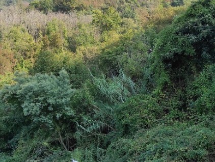 Terreno Agricolo in vendita in via geminiano snc, Genova