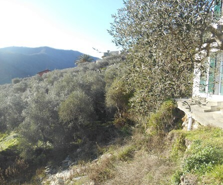 Villa con giardino in via iv novembre snc, Leivi