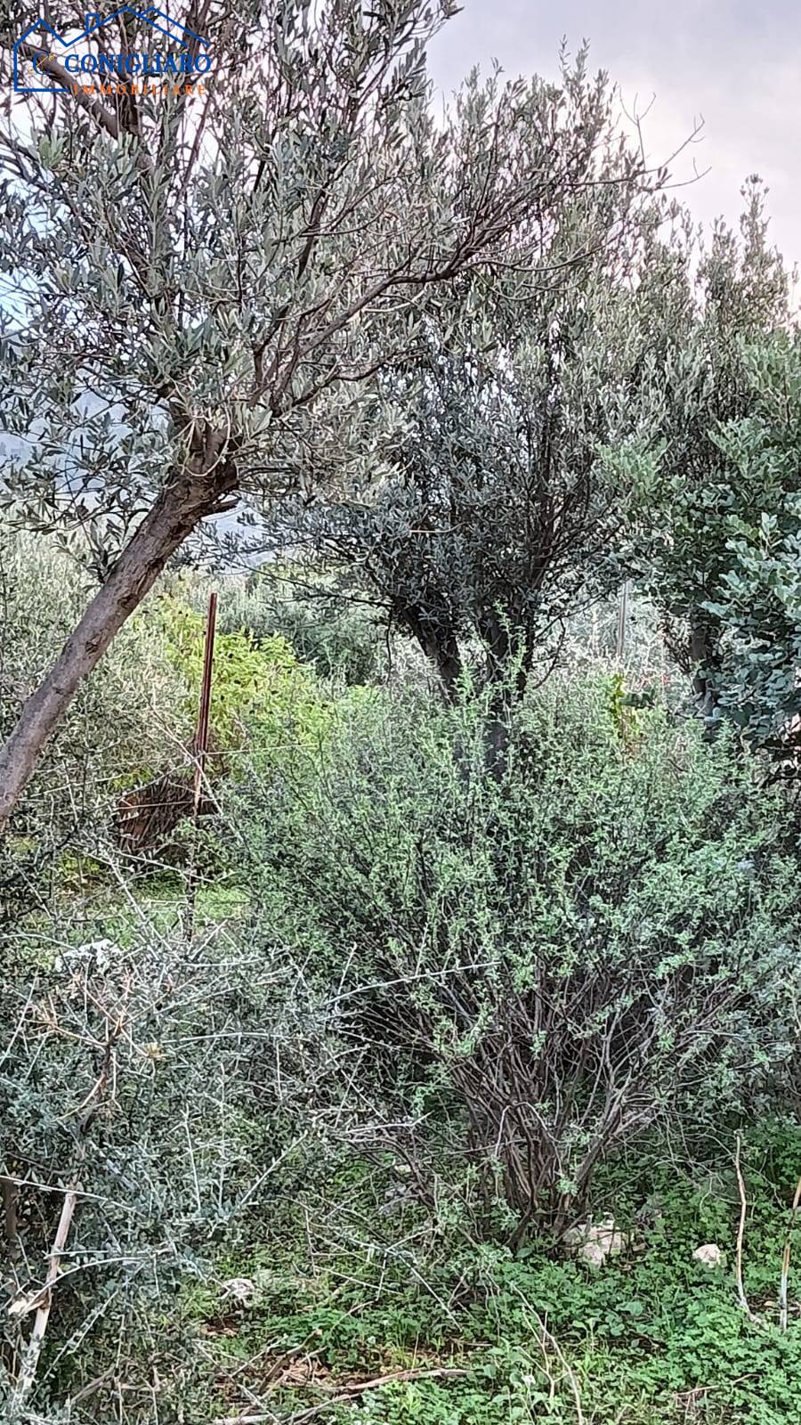 Terreno in vendita a Torretta