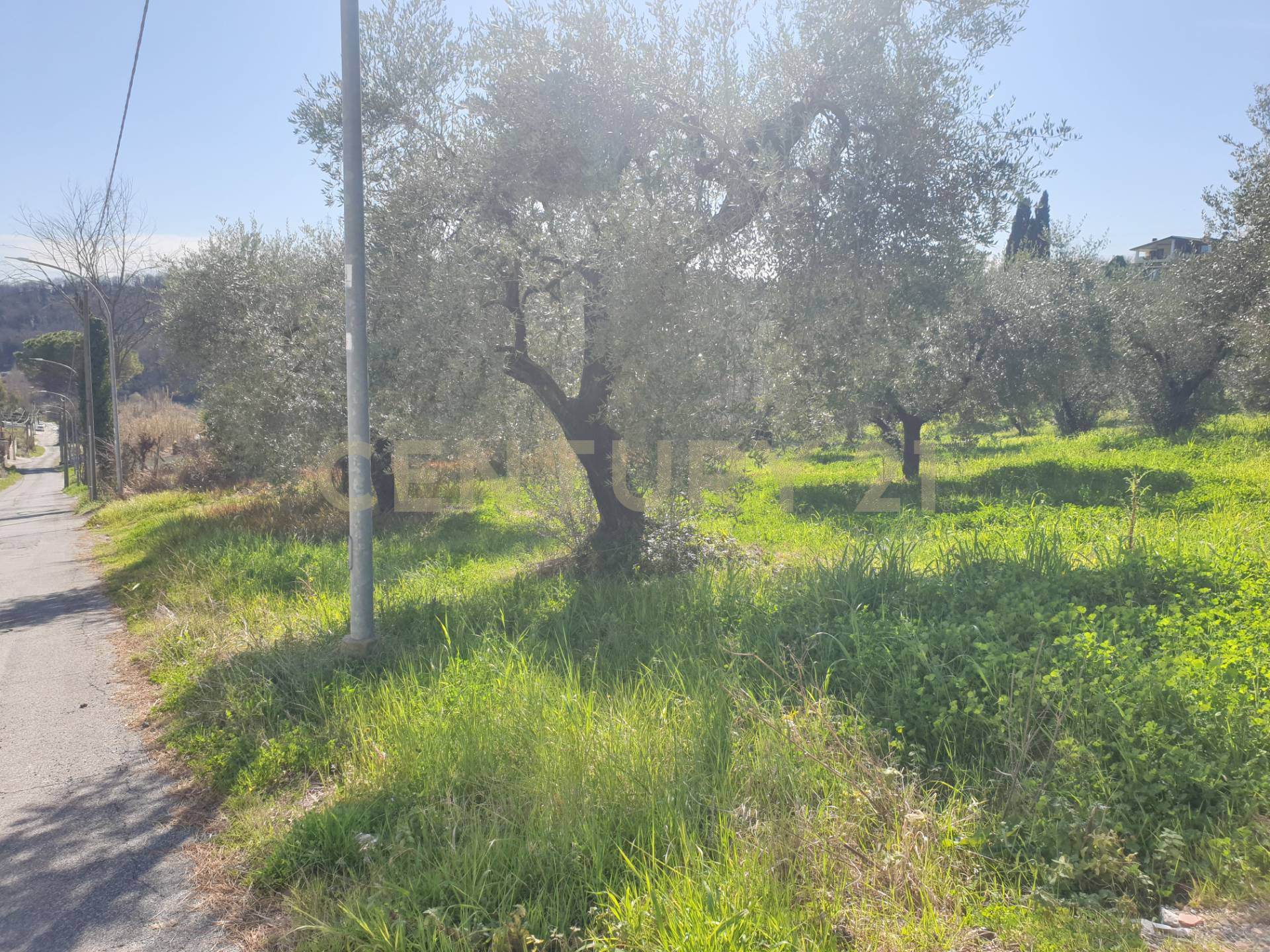 immagine annuncio 5 di 6