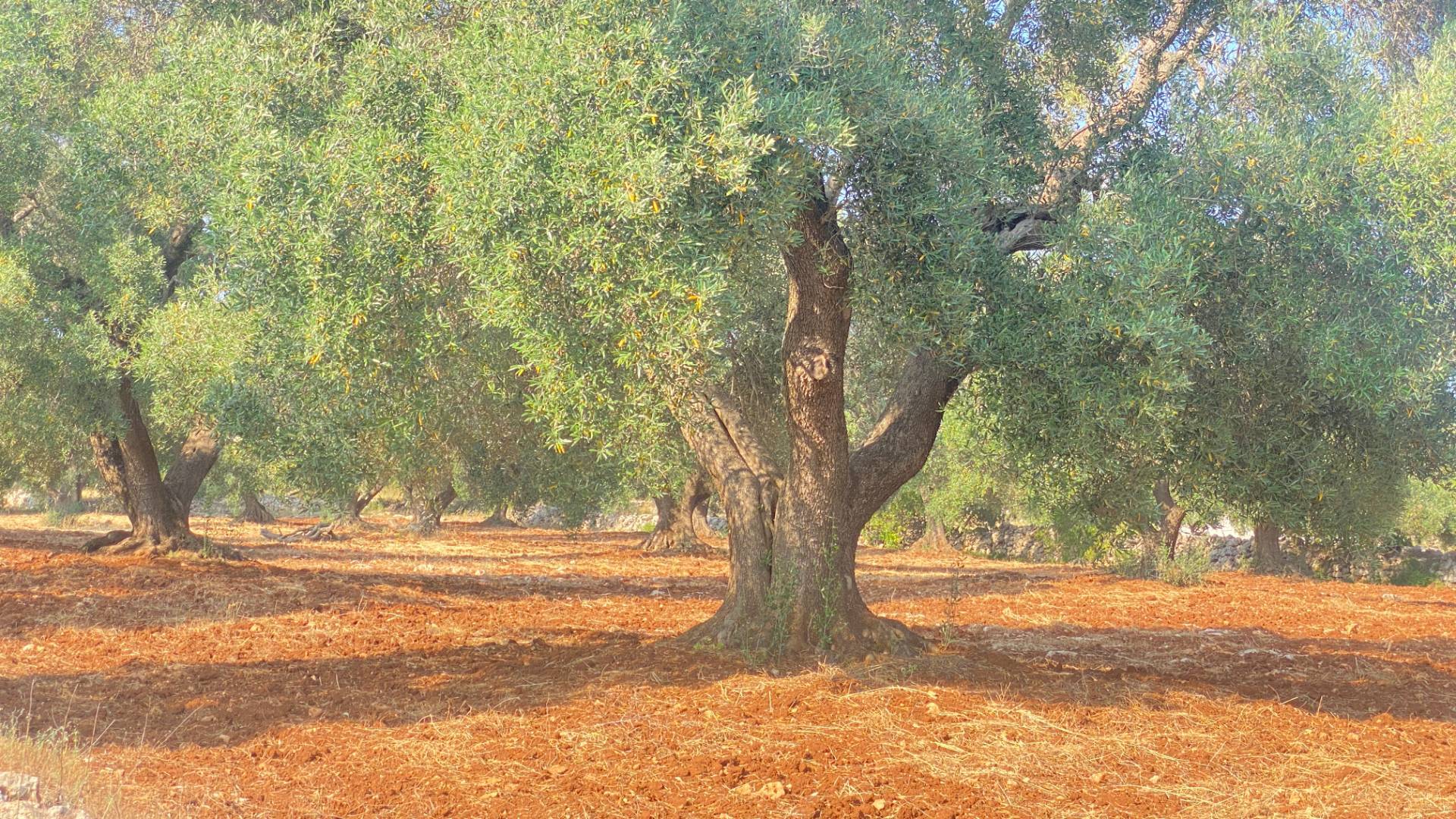 casa indipendente in vendita a Martina Franca