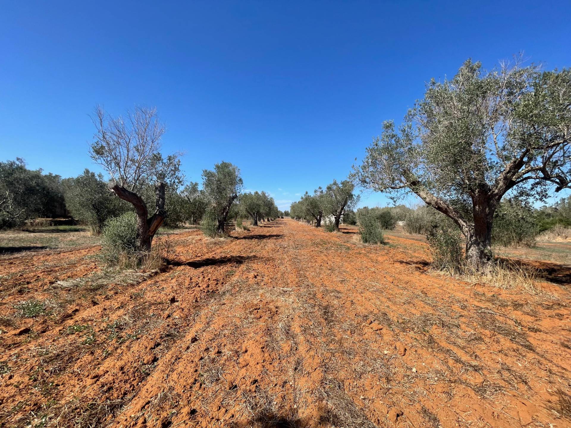 Casale di campagna in vendita a Andrano, Castiglione