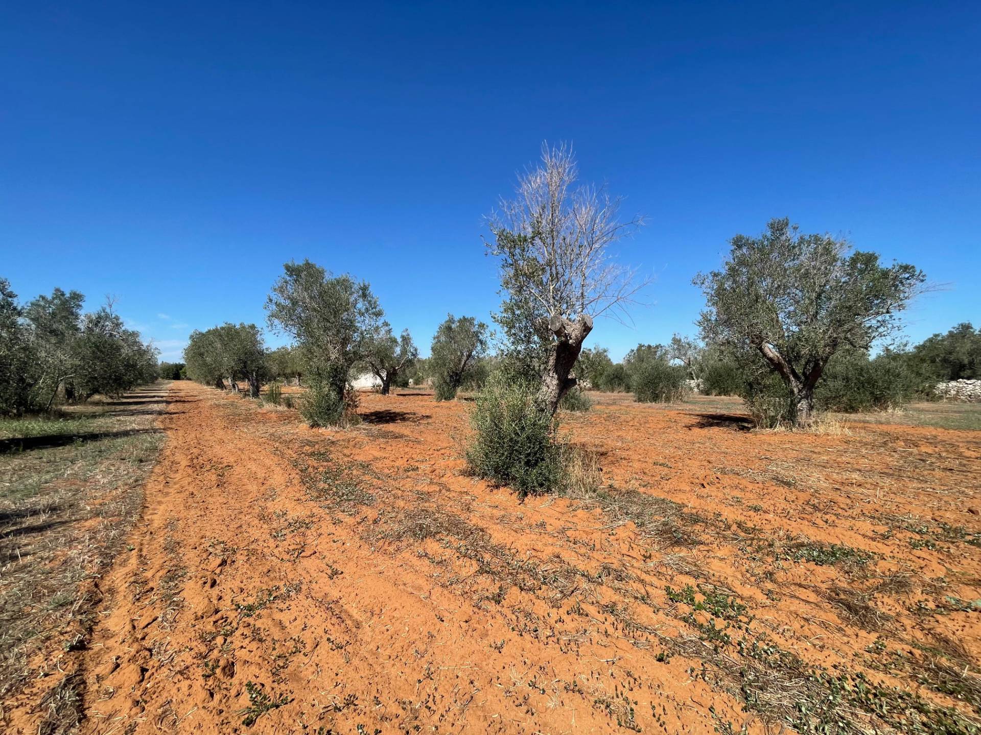 Casale di campagna in vendita a Andrano, Castiglione
