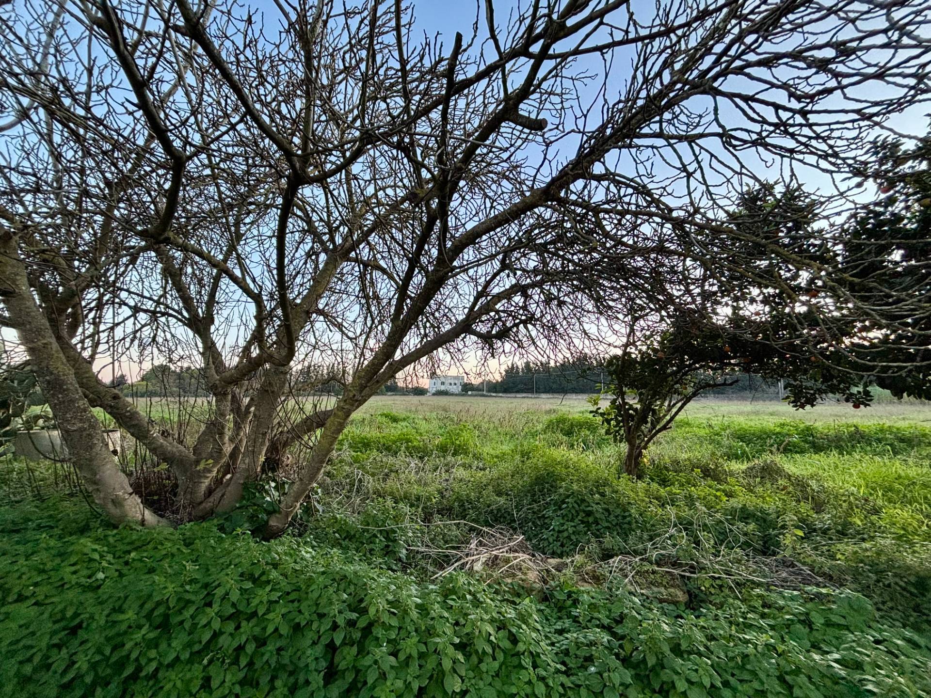 Terreno Agricolo in vendita a Arnesano