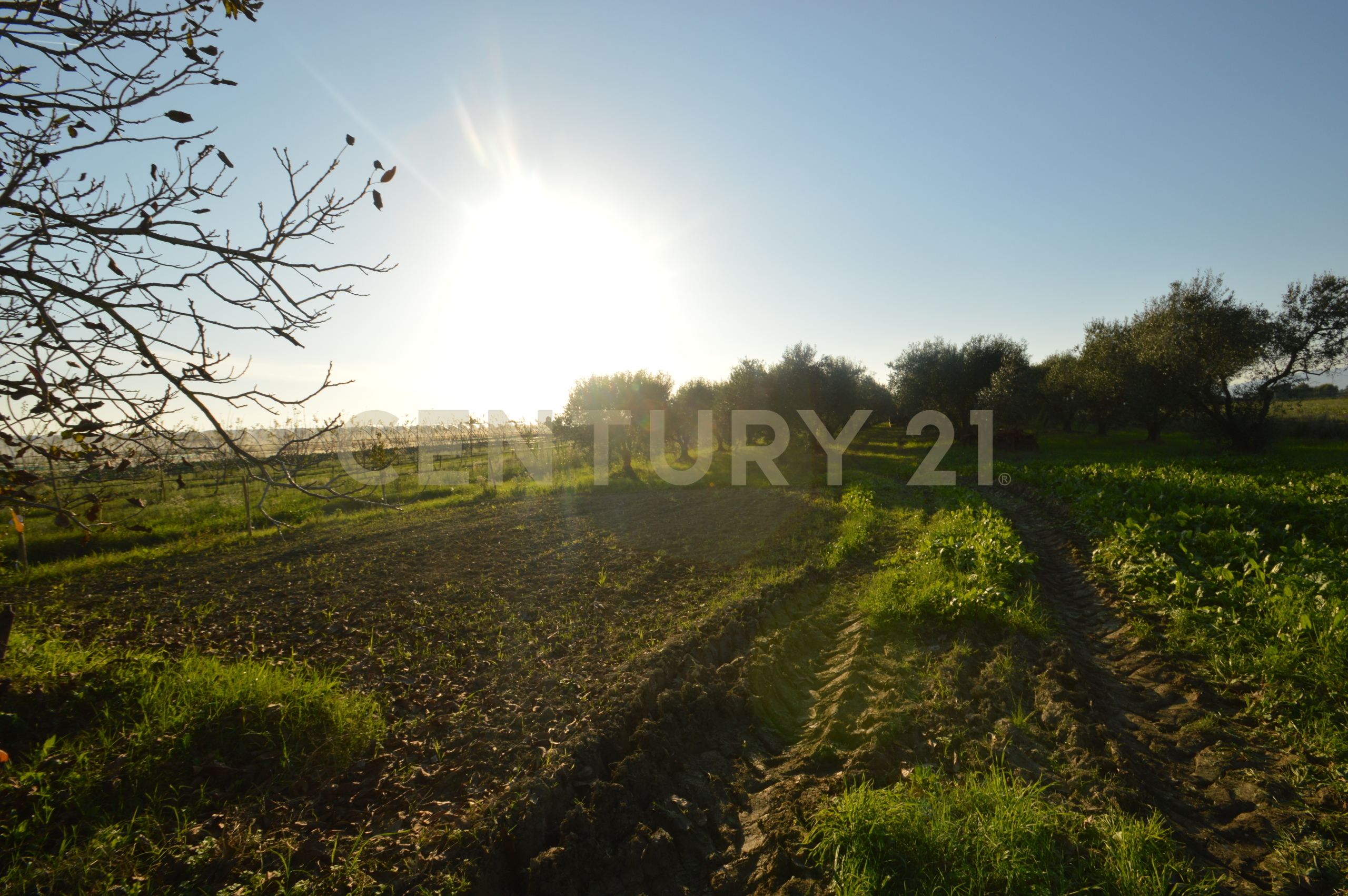 Terreno Agricolo in vendita in strada del querciolo 125, Grosseto