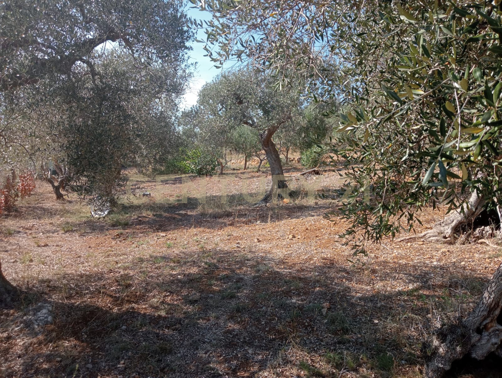 Terreno Agricolo in vendita in via provinca, Orbetello