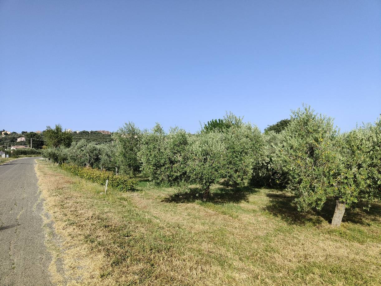 Terreno Agricolo in vendita a Amelia