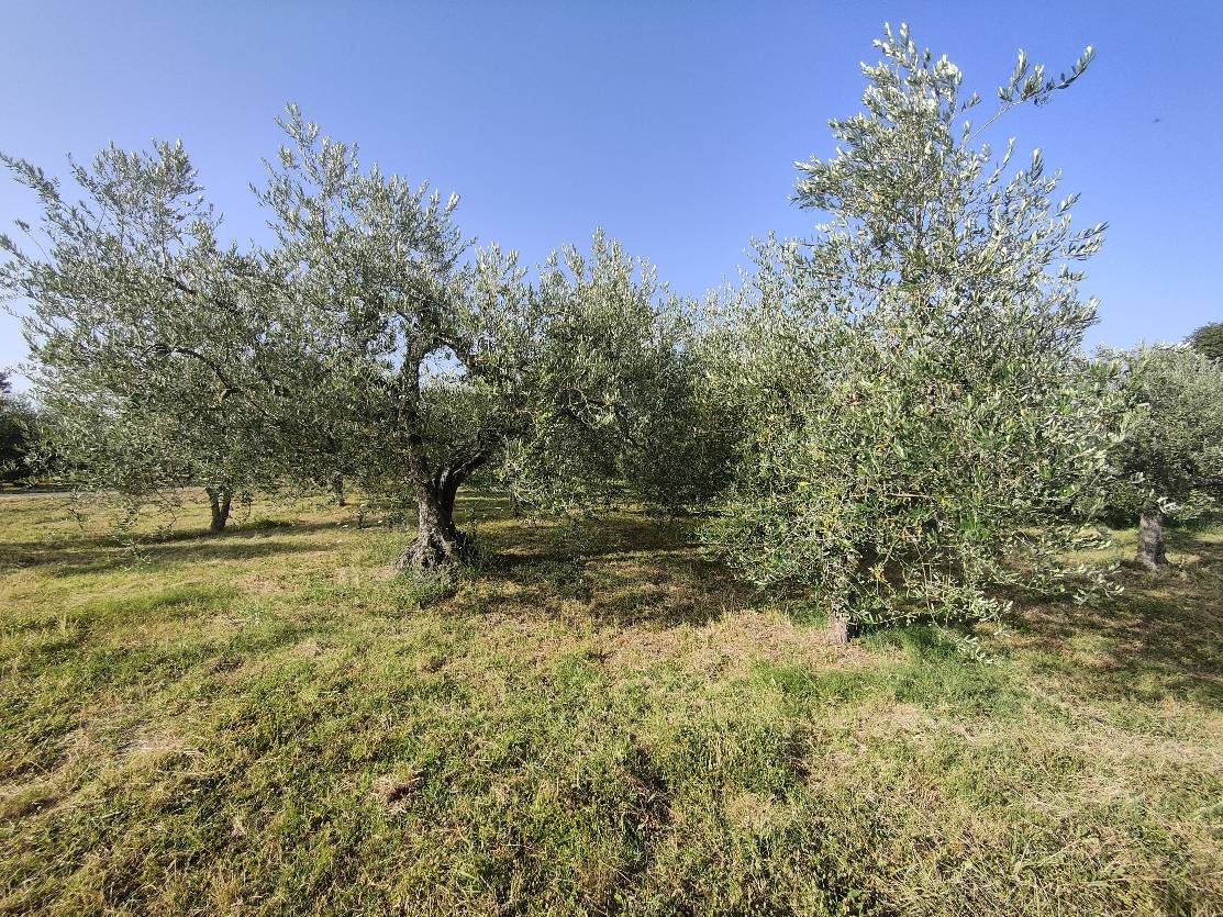 immagine annuncio 1 di 6