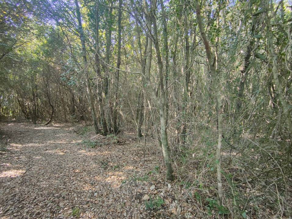 Terreno Agricolo in vendita a Amelia