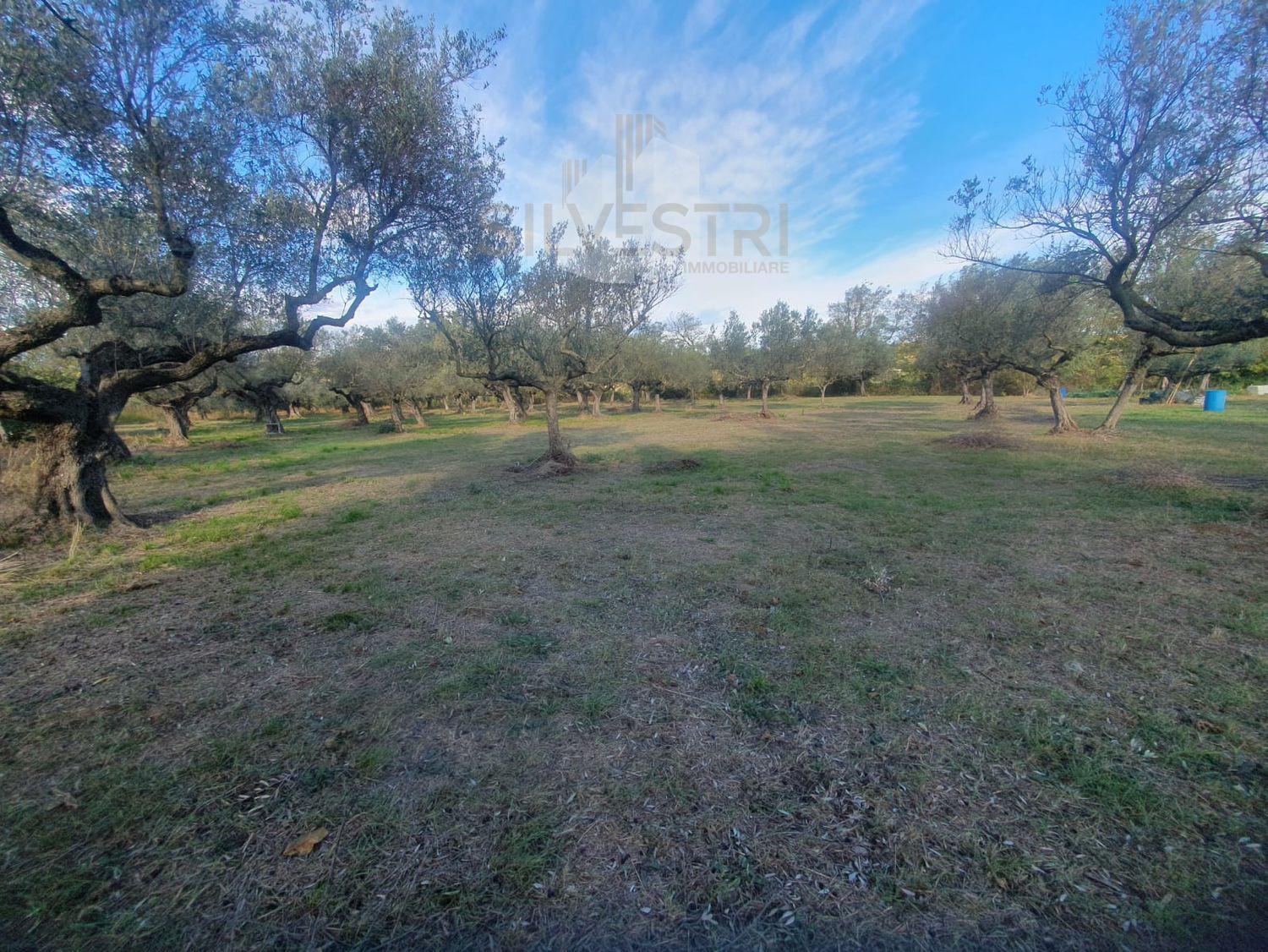 Terreno in vendita a Pianella