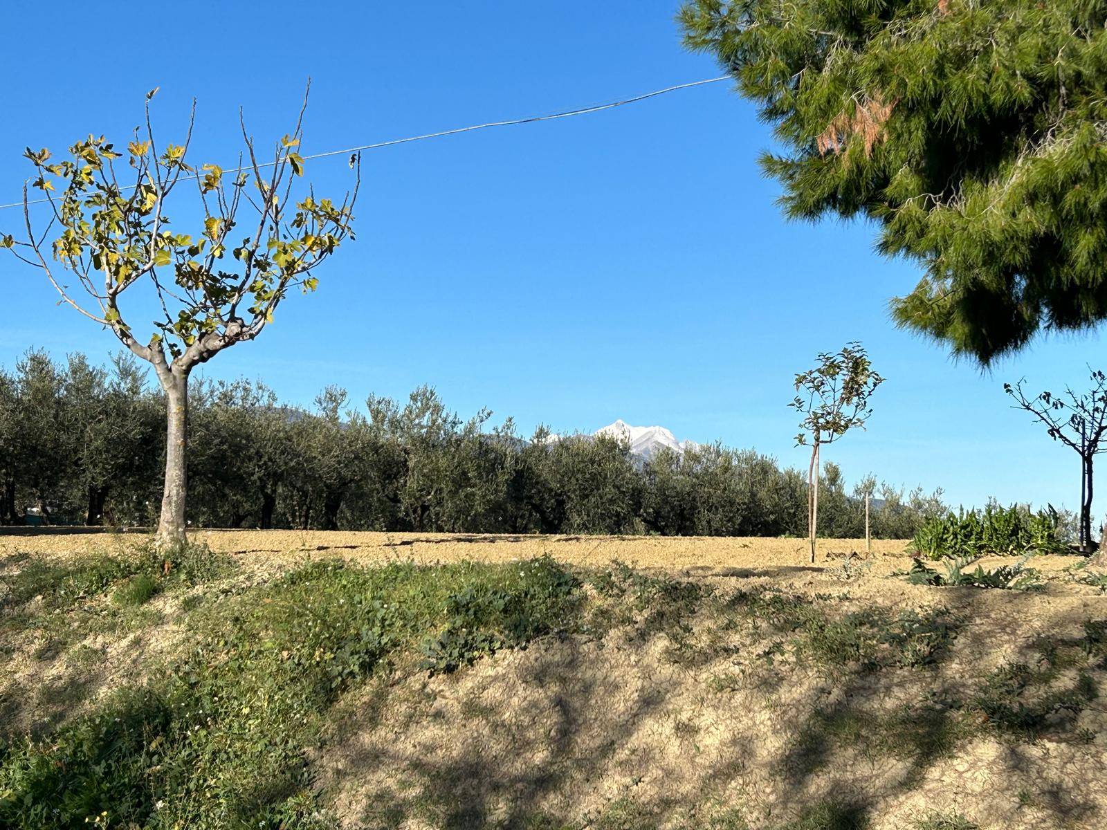 Terreno edificabile in vendita a Nocciano, Collina