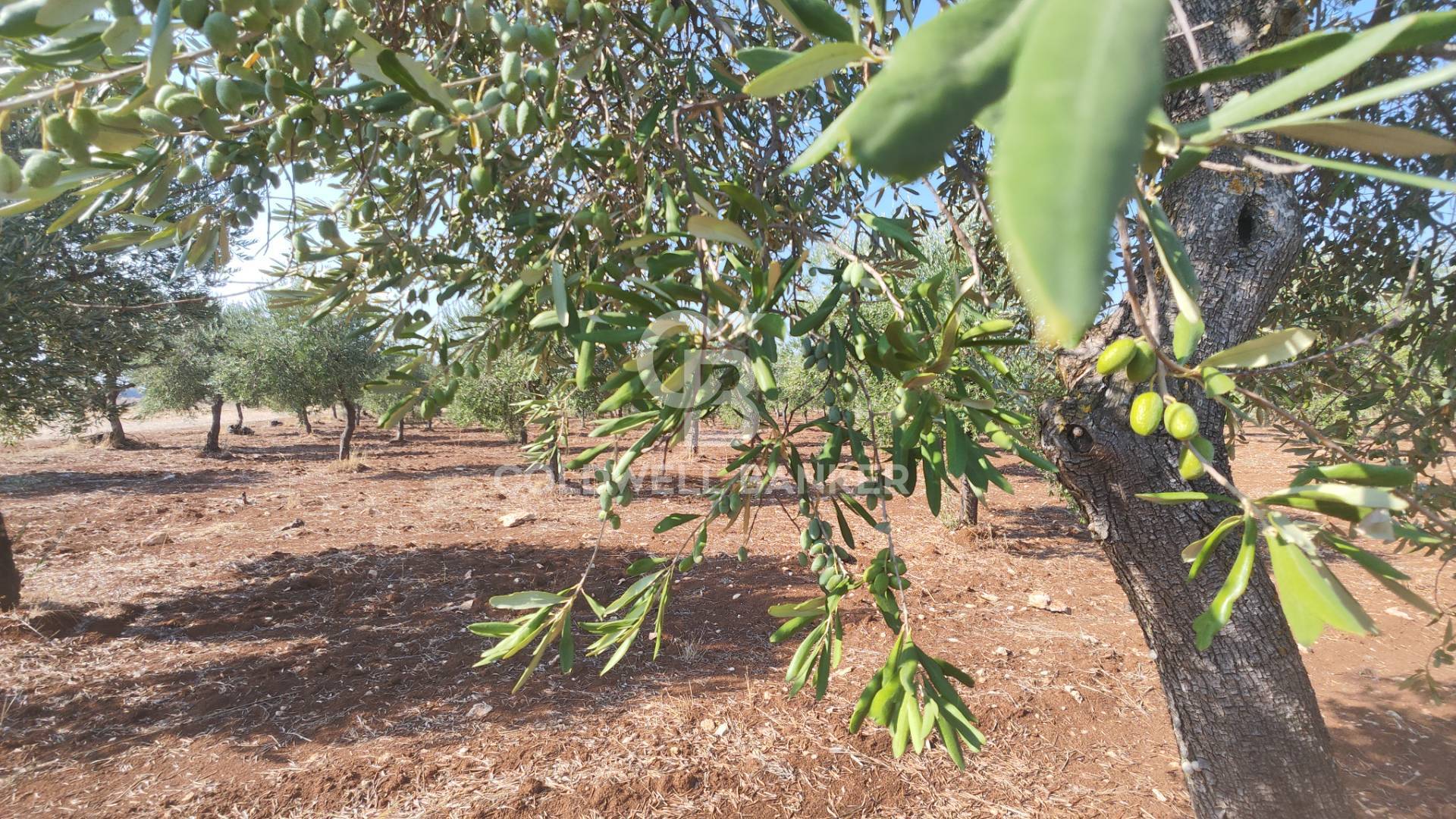 Terreno agricolo in vendita a Taranto