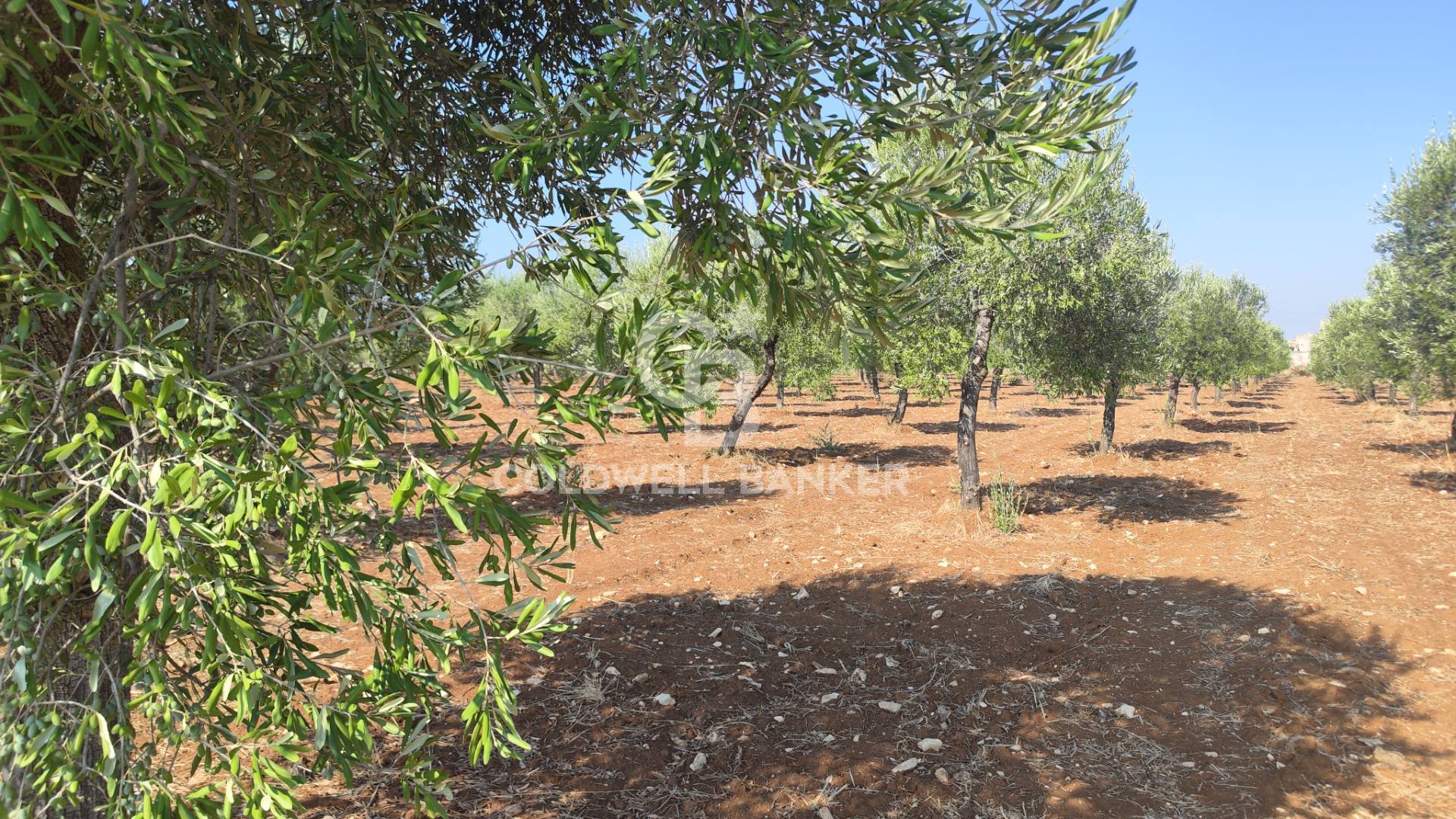 Terreno agricolo in vendita a Taranto