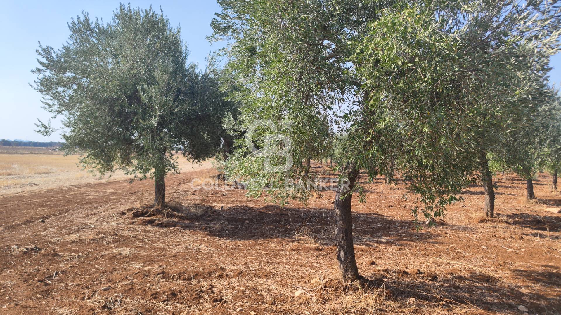 Terreno agricolo in vendita a Taranto