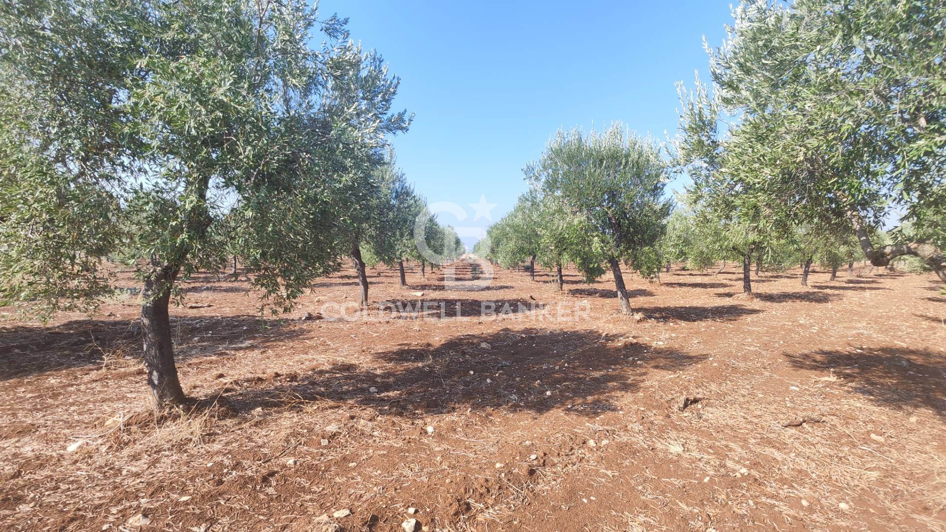 Terreno agricolo in vendita a Taranto