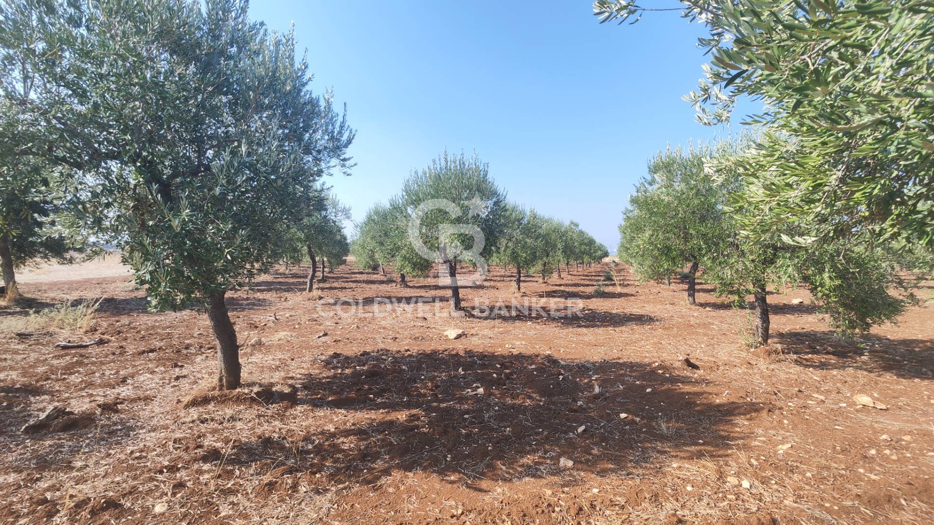 Terreno agricolo in vendita a Taranto