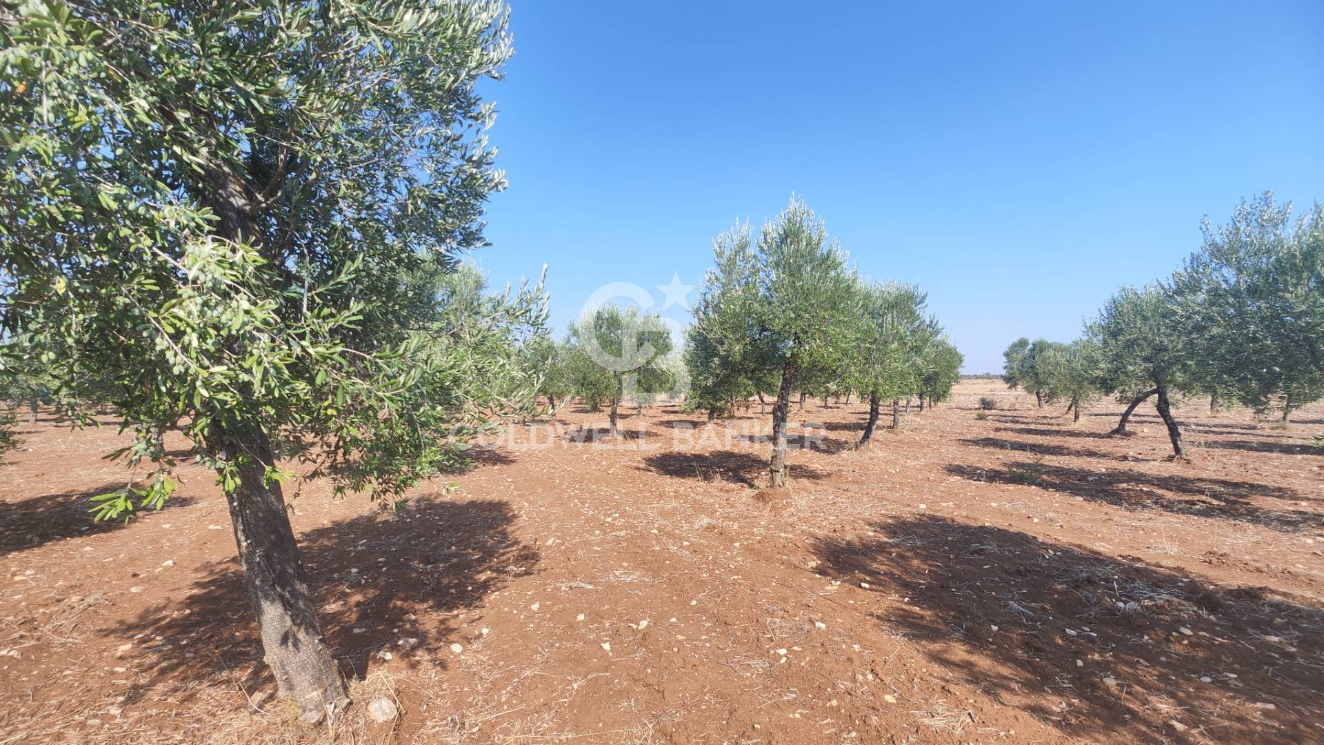 Terreno agricolo in vendita a Taranto