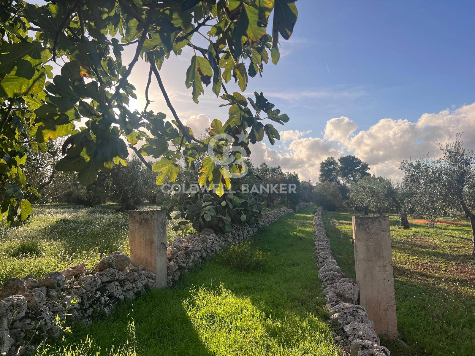 Terreno agricolo in vendita a Ostuni