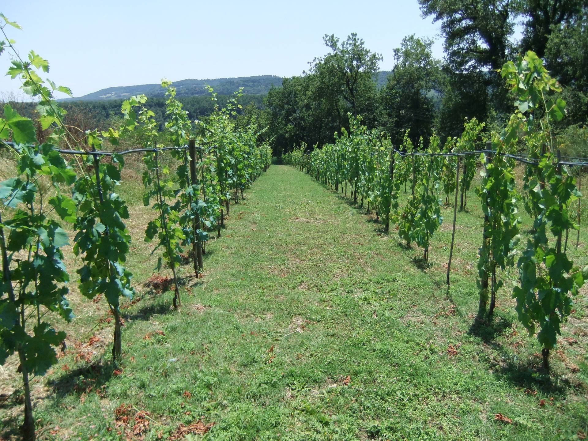 Rustico/Casale/Corte in vendita a Penna in Teverina