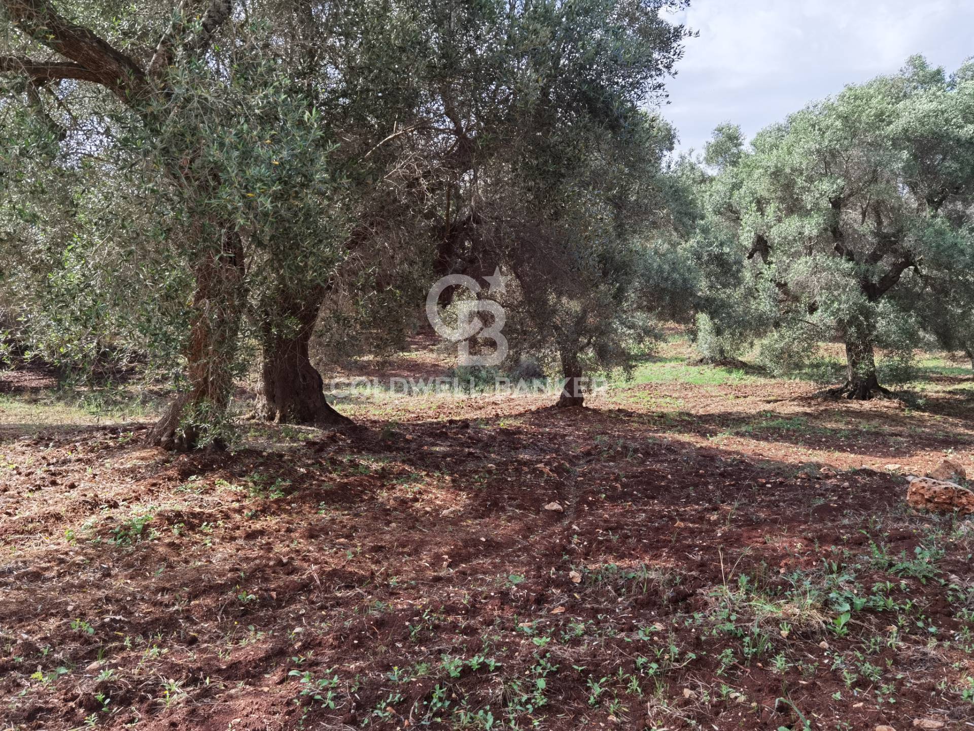 Trullo in vendita a Ceglie Messapica