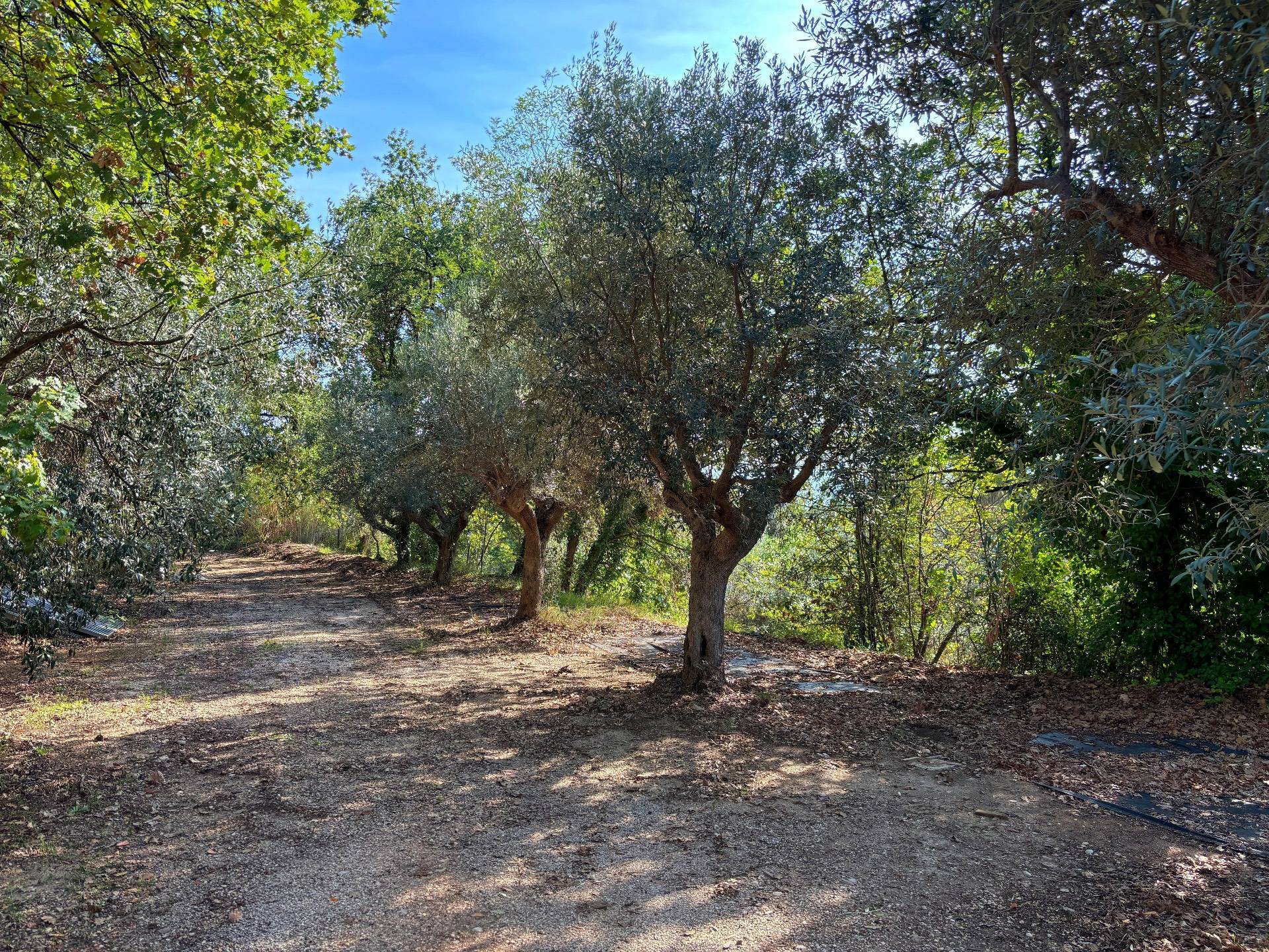 Terreno Agricolo in vendita a Grottammare