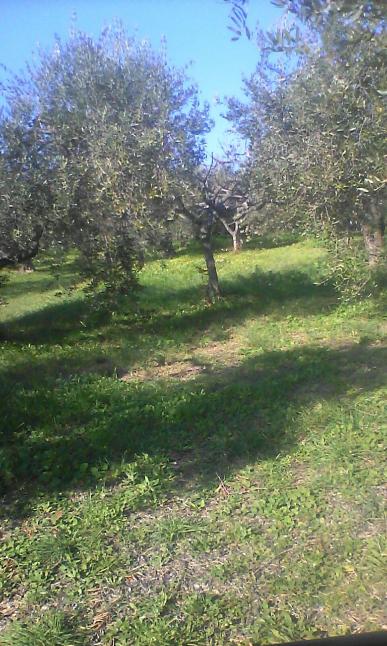 Terreno Agricolo in vendita a Torrevecchia Teatina