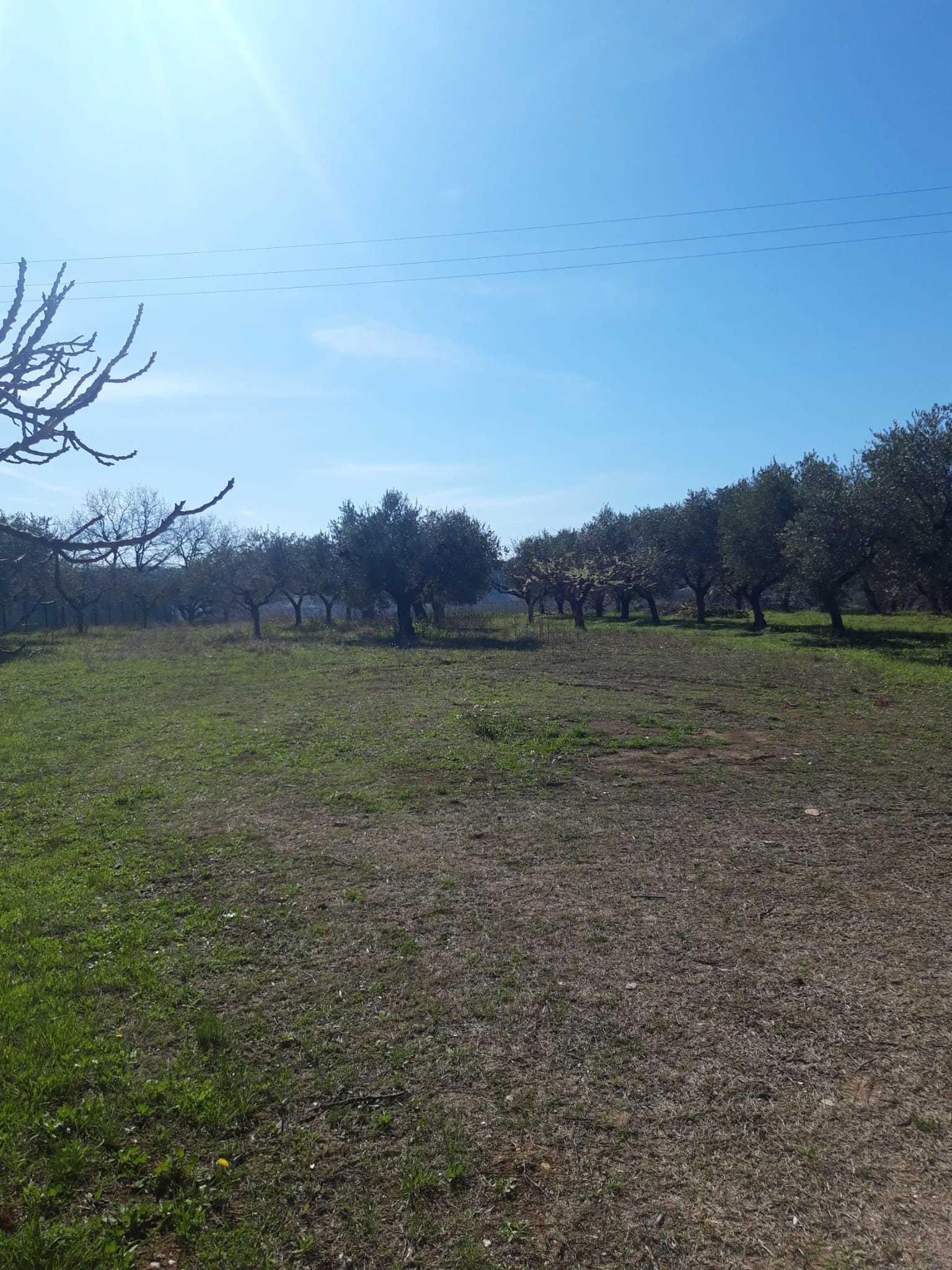 Terreno Agricolo in vendita a Torrevecchia Teatina