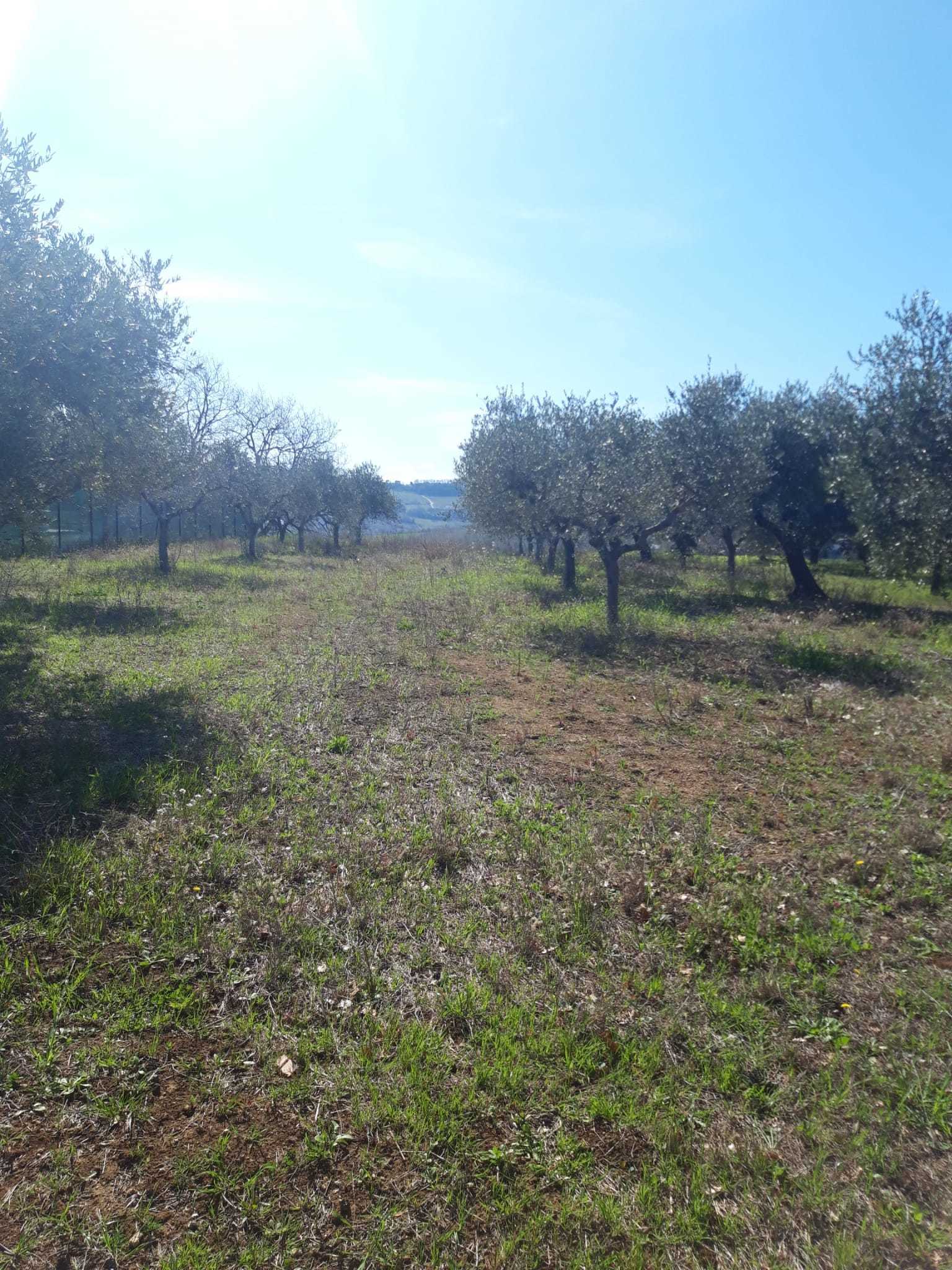 Terreno Agricolo in vendita a Torrevecchia Teatina