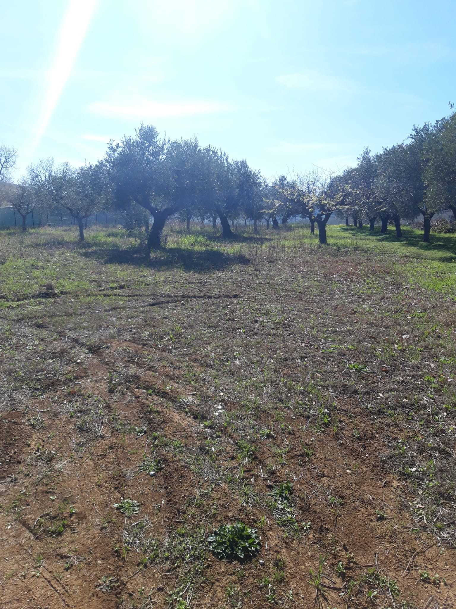 Terreno Agricolo in vendita a Torrevecchia Teatina