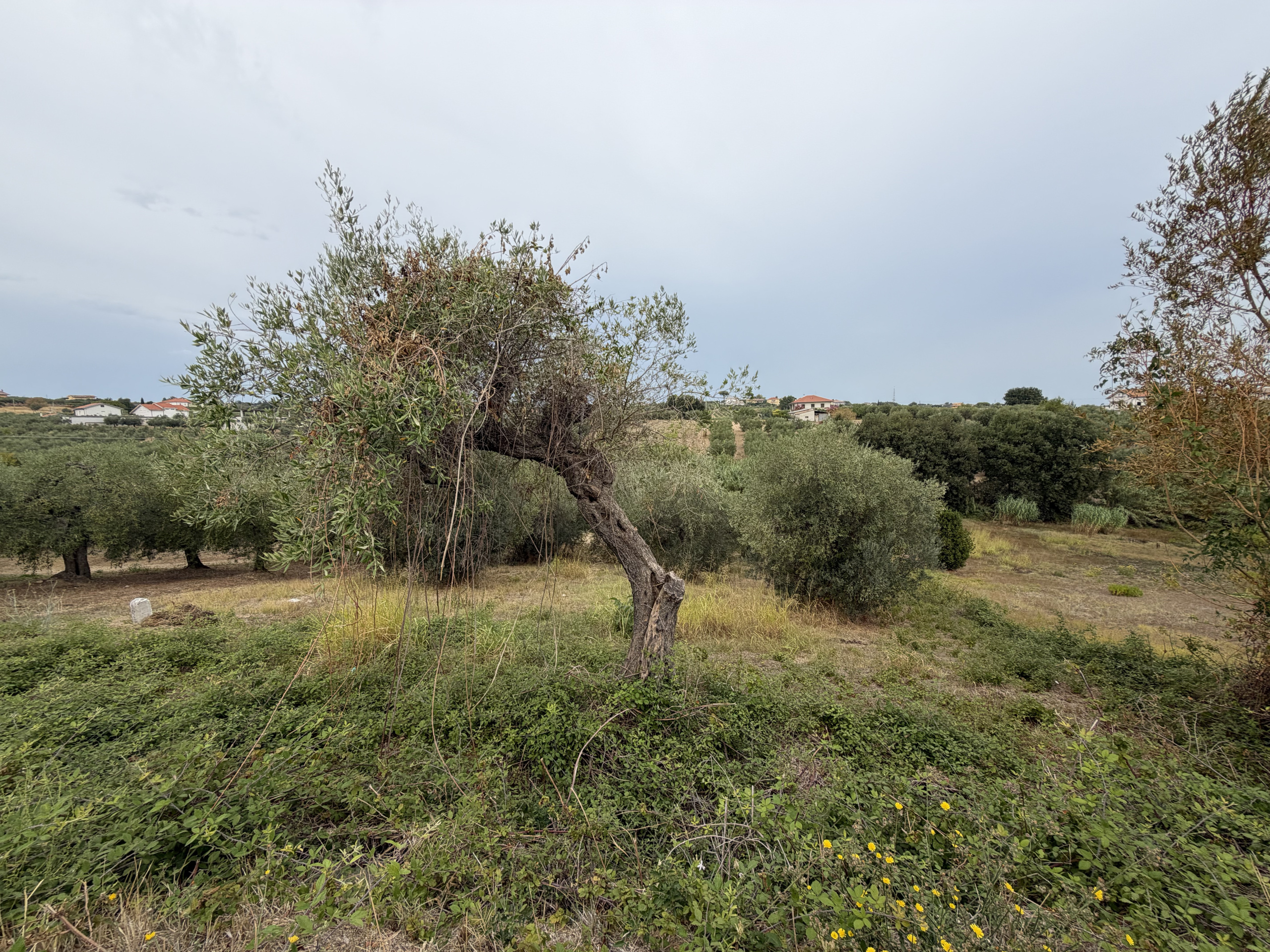 Terreno Agricolo in vendita a Torrevecchia Teatina