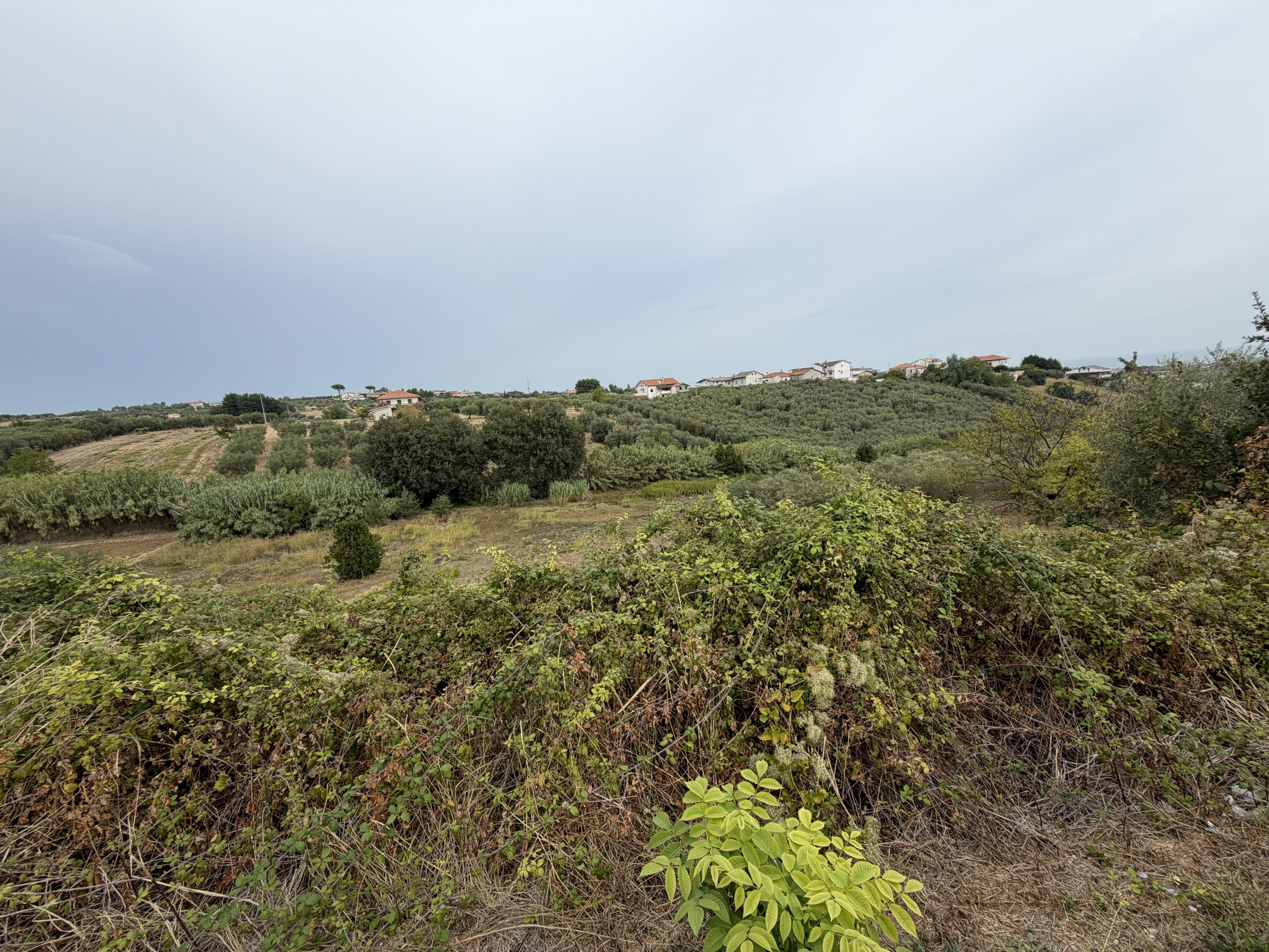 Terreno Agricolo in vendita a Torrevecchia Teatina